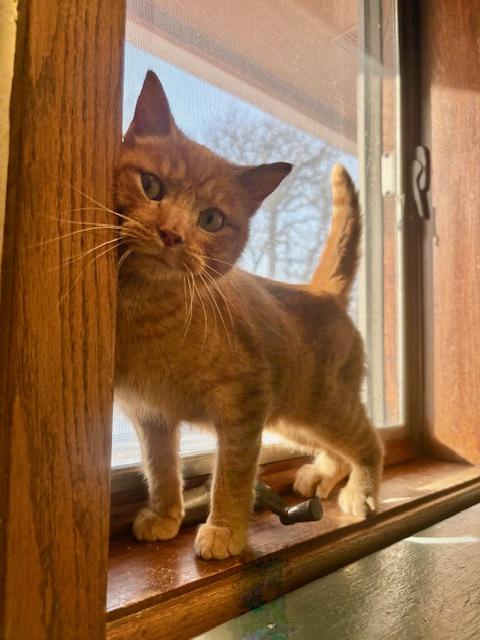 Enlarge Zeppelin, a ADOPTABLE Domestic Short Hair in Hutchinson, MN image 5/6