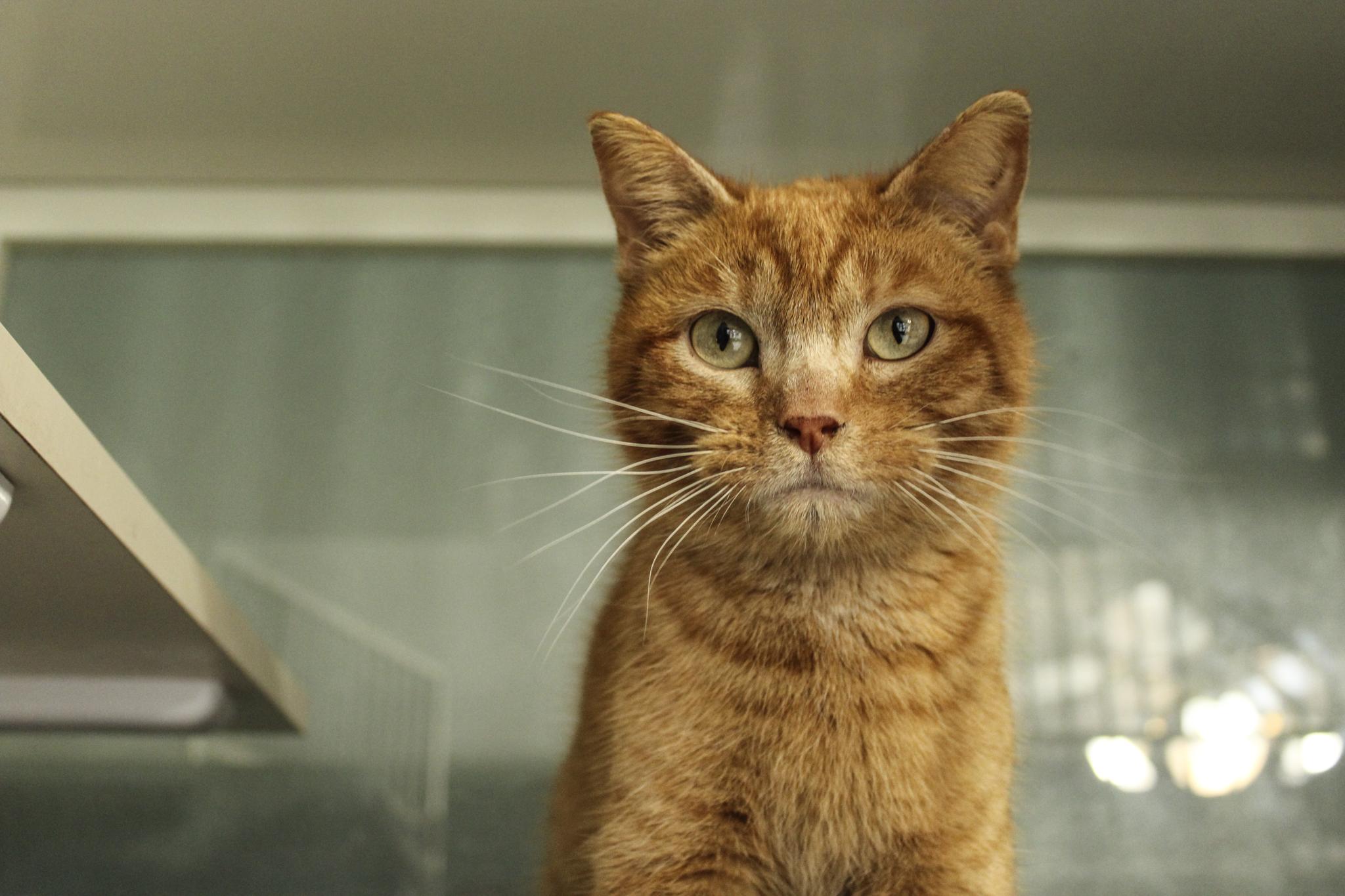 Enlarge Zeppelin, a ADOPTABLE Domestic Short Hair in Hutchinson, MN image 2/6