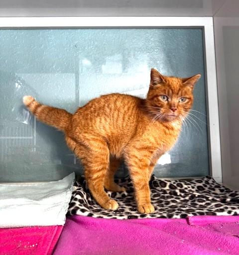 Enlarge Zeppelin, a ADOPTABLE Domestic Short Hair in Hutchinson, MN image 3/6