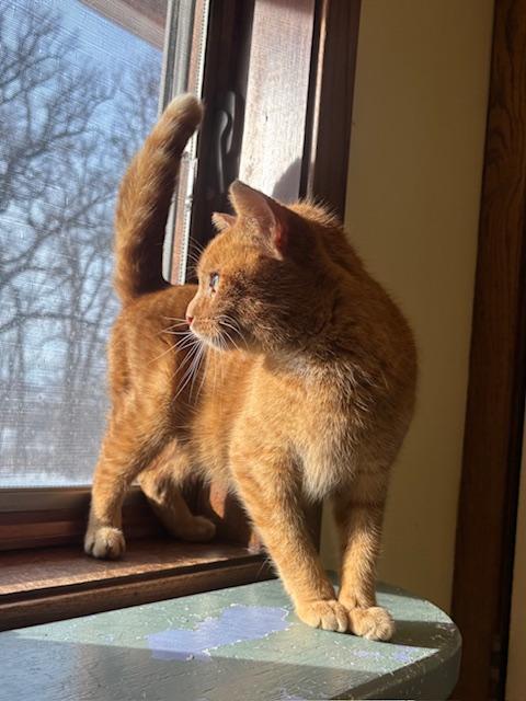 Enlarge Zeppelin, a ADOPTABLE Domestic Short Hair in Hutchinson, MN image 6/6