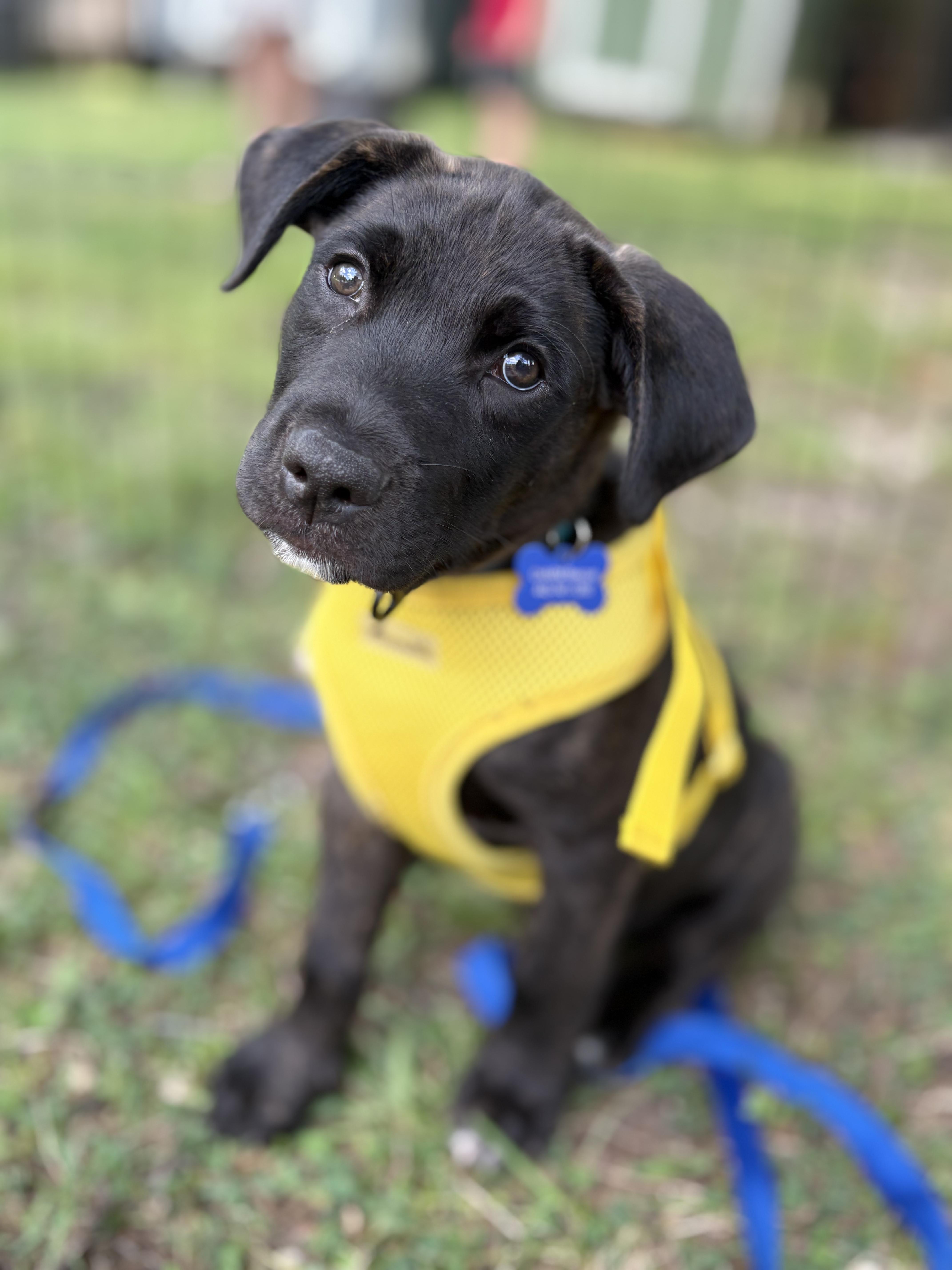 Ridge -Reduced adoption fee, Adoptable, Puppy Male Hound & Pit Bull Terrier.