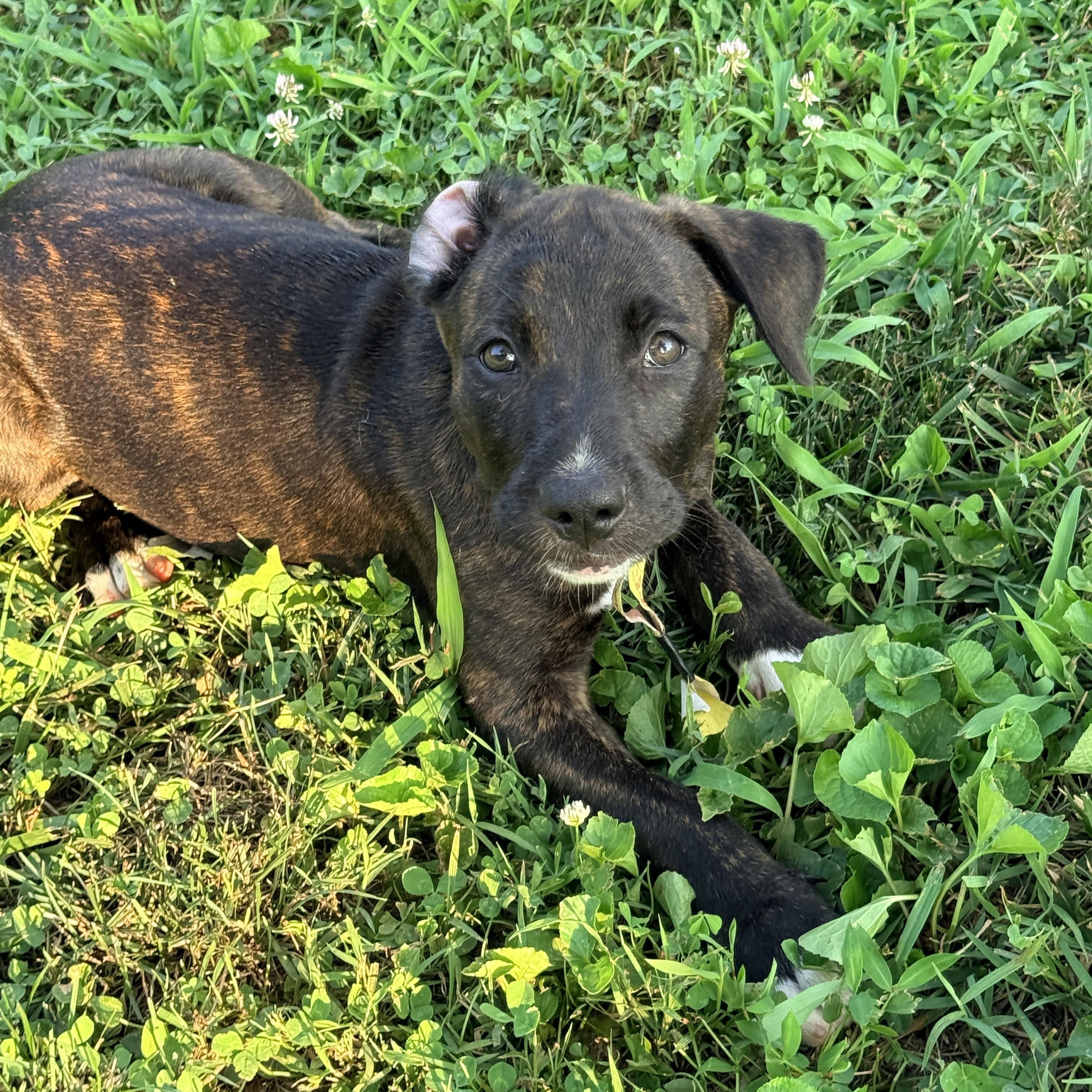 Enlarge Ridge -Reduced adoption fee, a Adoptable mixed breed in Columbia, MD image 5/6