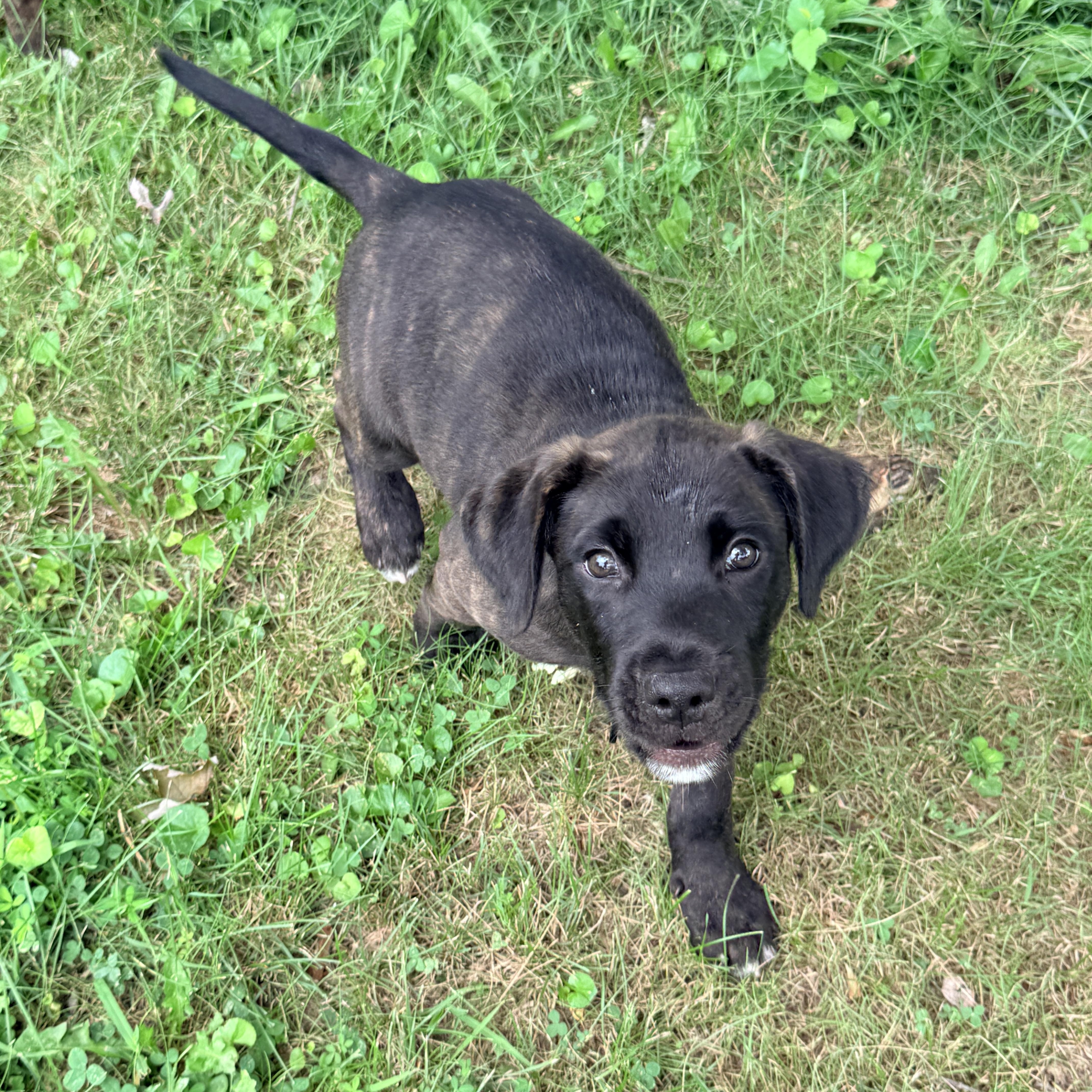 Enlarge Ridge -Reduced adoption fee, a Adoptable mixed breed in Columbia, MD image 4/6