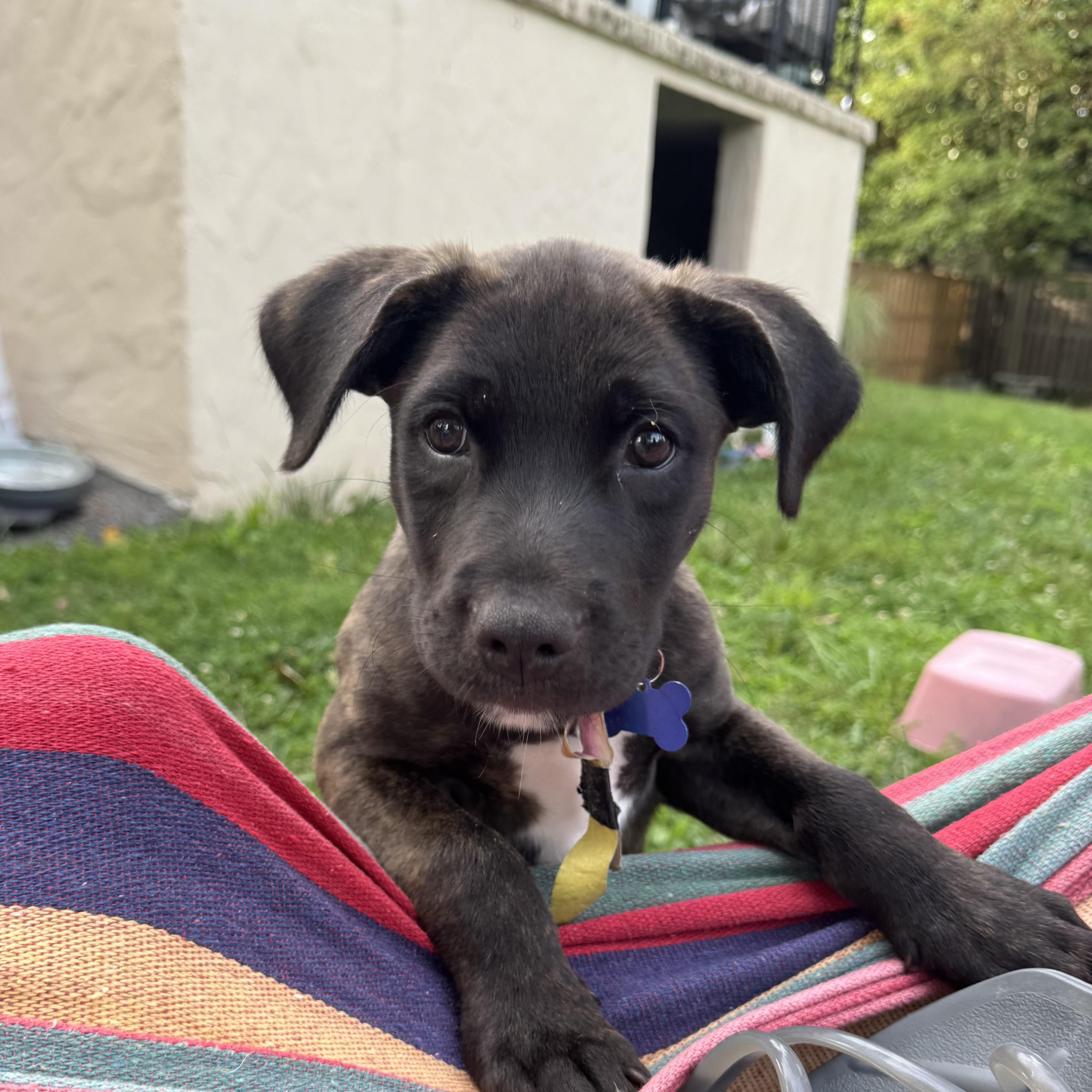 Enlarge Ridge -Reduced adoption fee, a Adoptable mixed breed in Columbia, MD image 2/6