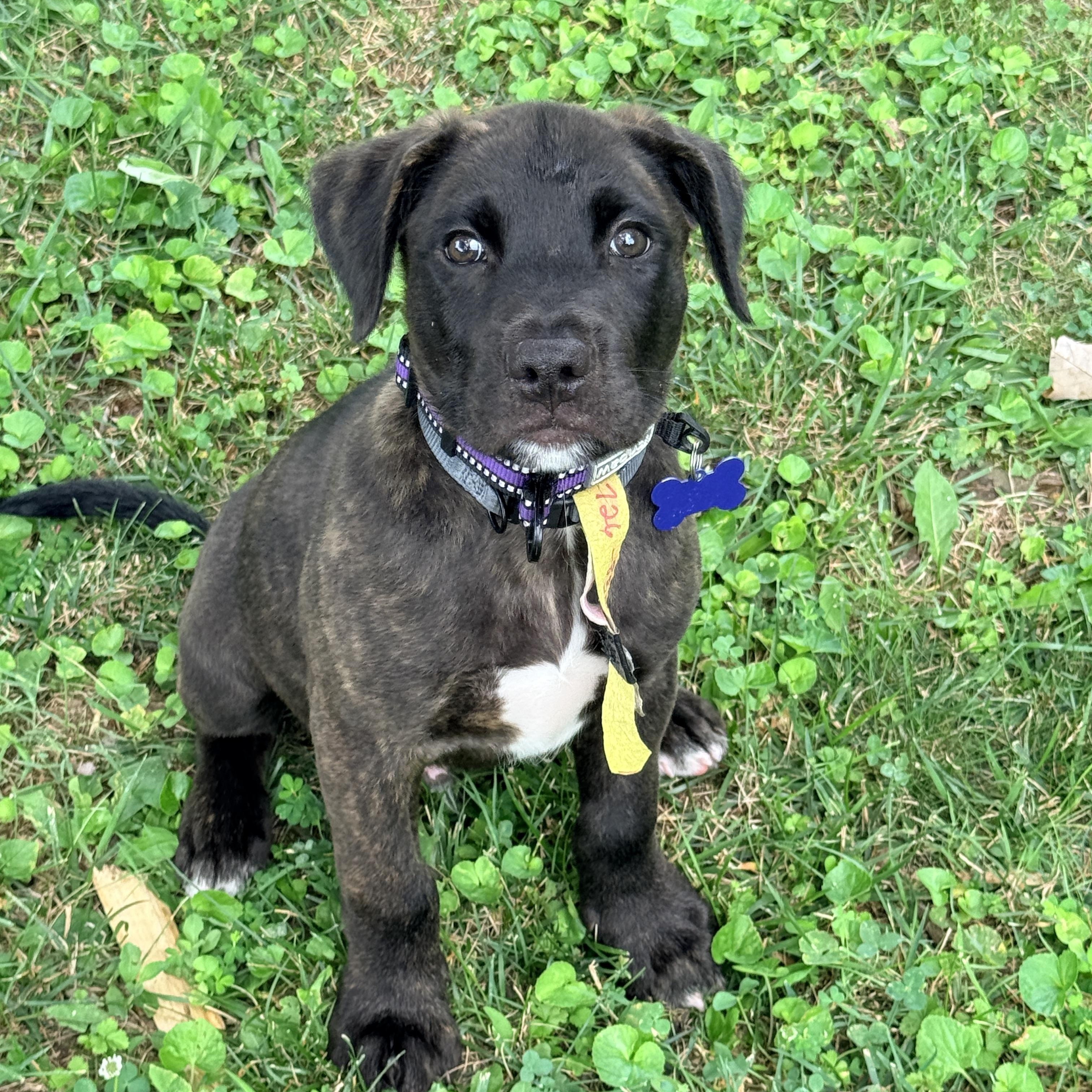 Enlarge Ridge -Reduced adoption fee, a Adoptable mixed breed in Columbia, MD image 3/6