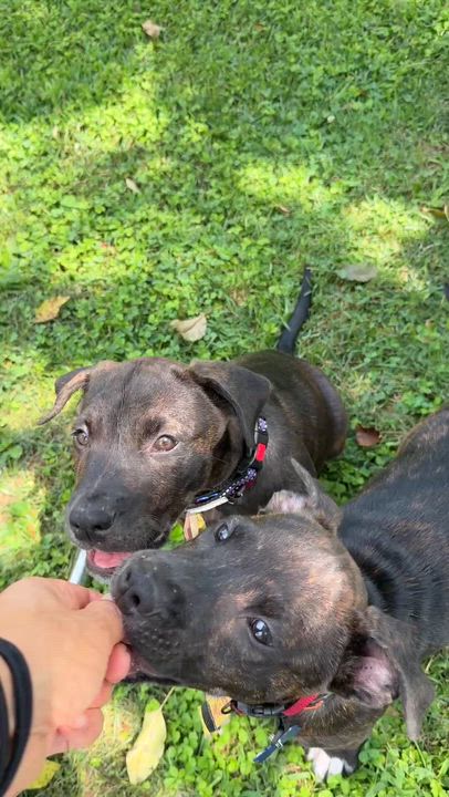 Enlarge Ridge -Reduced adoption fee, a Adoptable mixed breed in Columbia, MD video 6/6