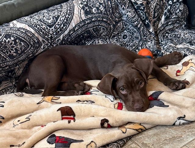 Wyatt, adopted, Young Male Chocolate Labrador Retriever.