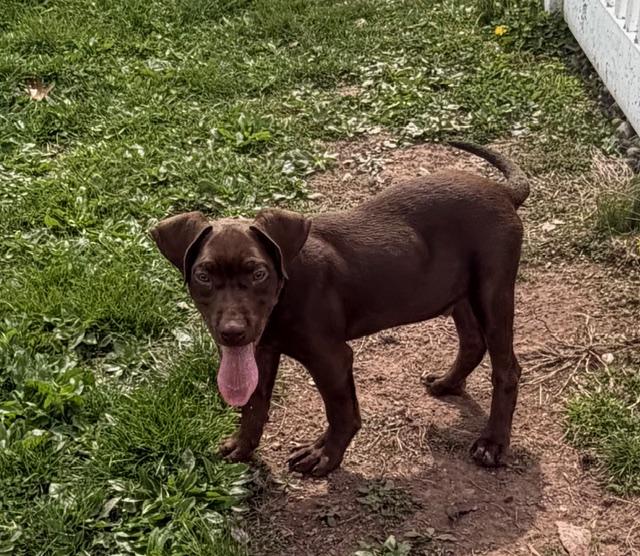 Wyatt, an adopted mixed breed in Lafayette Hill, PA image 2/3