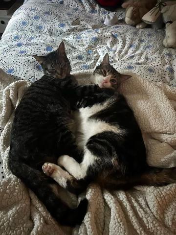 Enlarge Jamie and Gus, a Adoptable Domestic Short Hair in Los Angeles, CA image 1/6