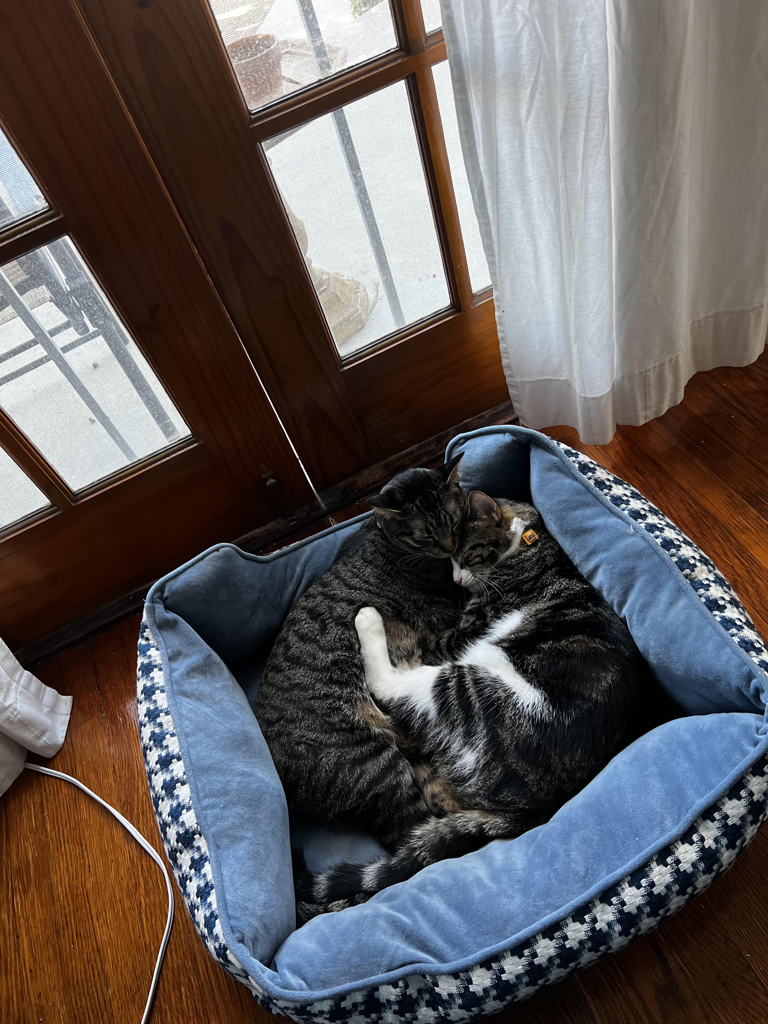 Enlarge Jamie and Gus, a Adoptable Domestic Short Hair in Los Angeles, CA image 2/6