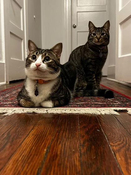 Enlarge Jamie and Gus, a Adoptable Domestic Short Hair in Los Angeles, CA image 3/6