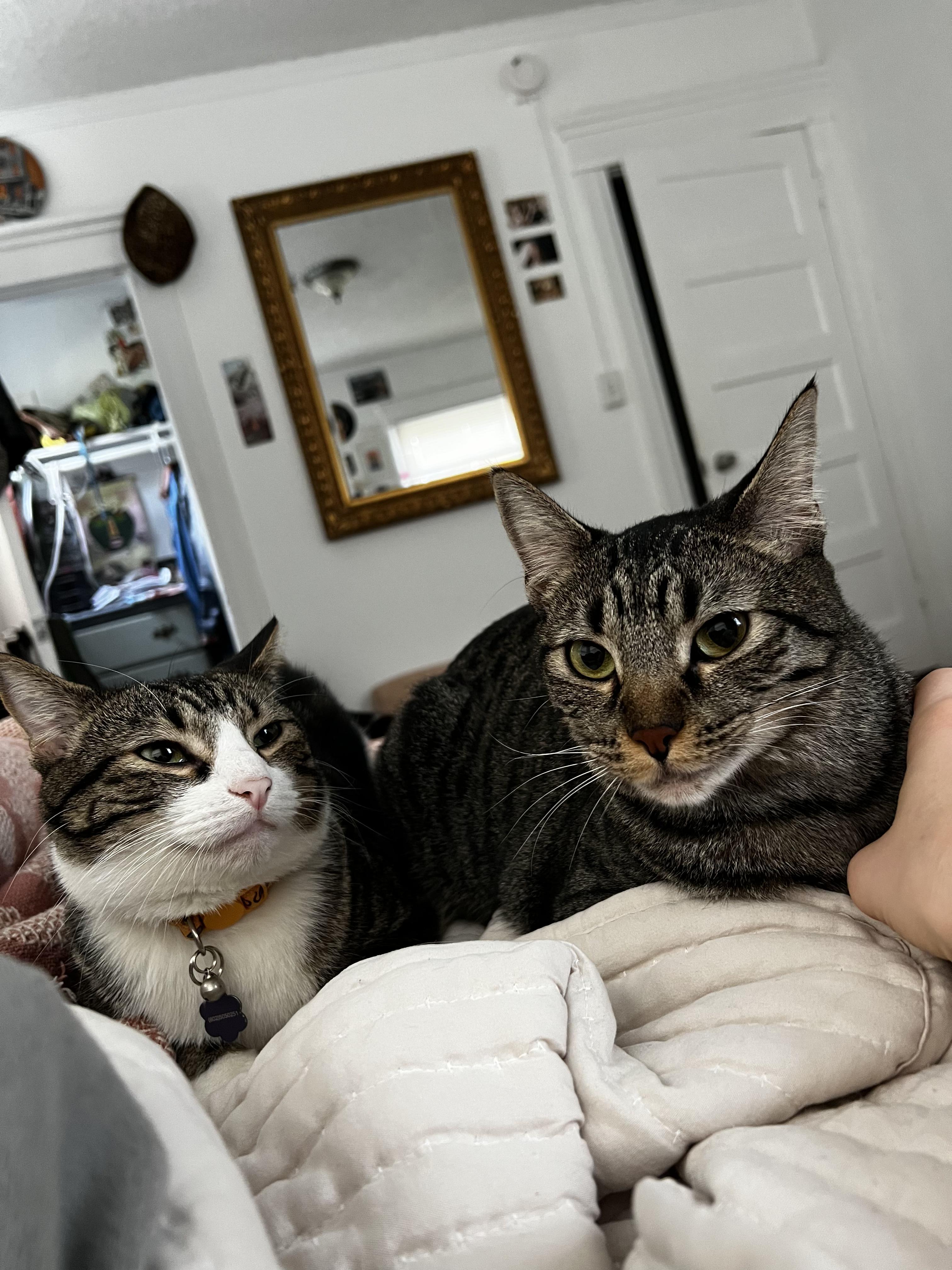 Enlarge Jamie and Gus, a Adoptable Domestic Short Hair in Los Angeles, CA image 4/6