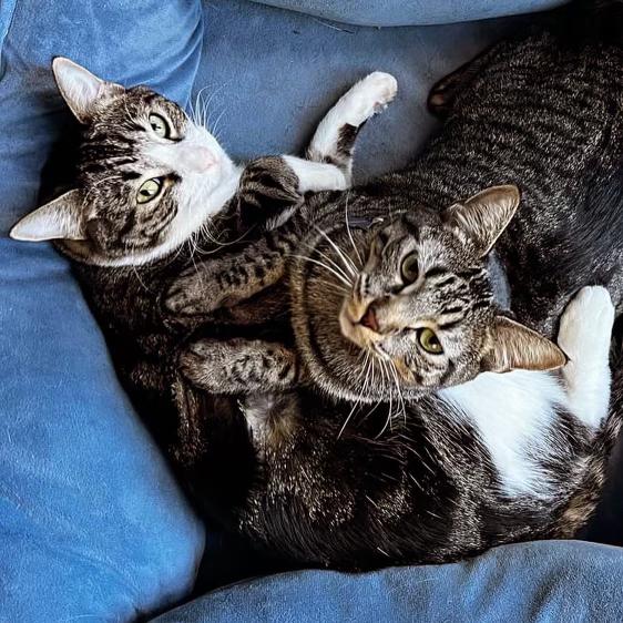 Enlarge Jamie and Gus, a Adoptable Domestic Short Hair in Los Angeles, CA image 5/6