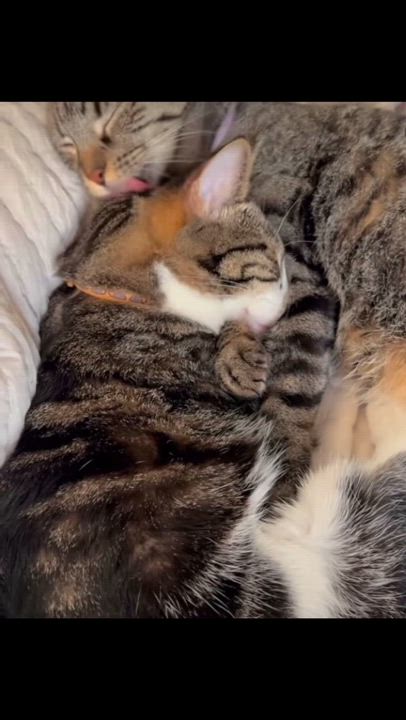 Enlarge Jamie and Gus, a Adoptable Domestic Short Hair in Los Angeles, CA video 6/6