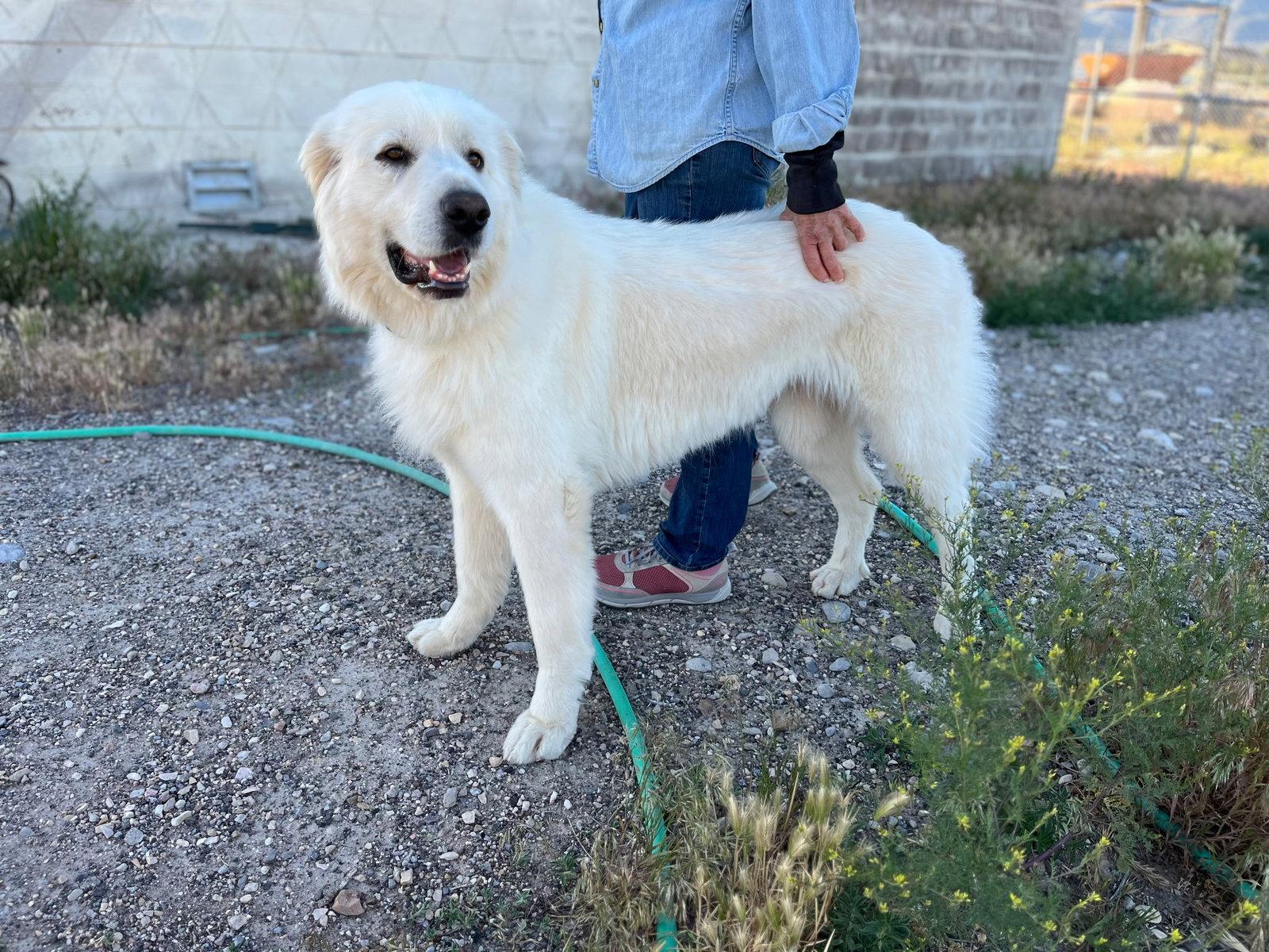 Remi, Adopted, Adult Female Great Pyrenees.