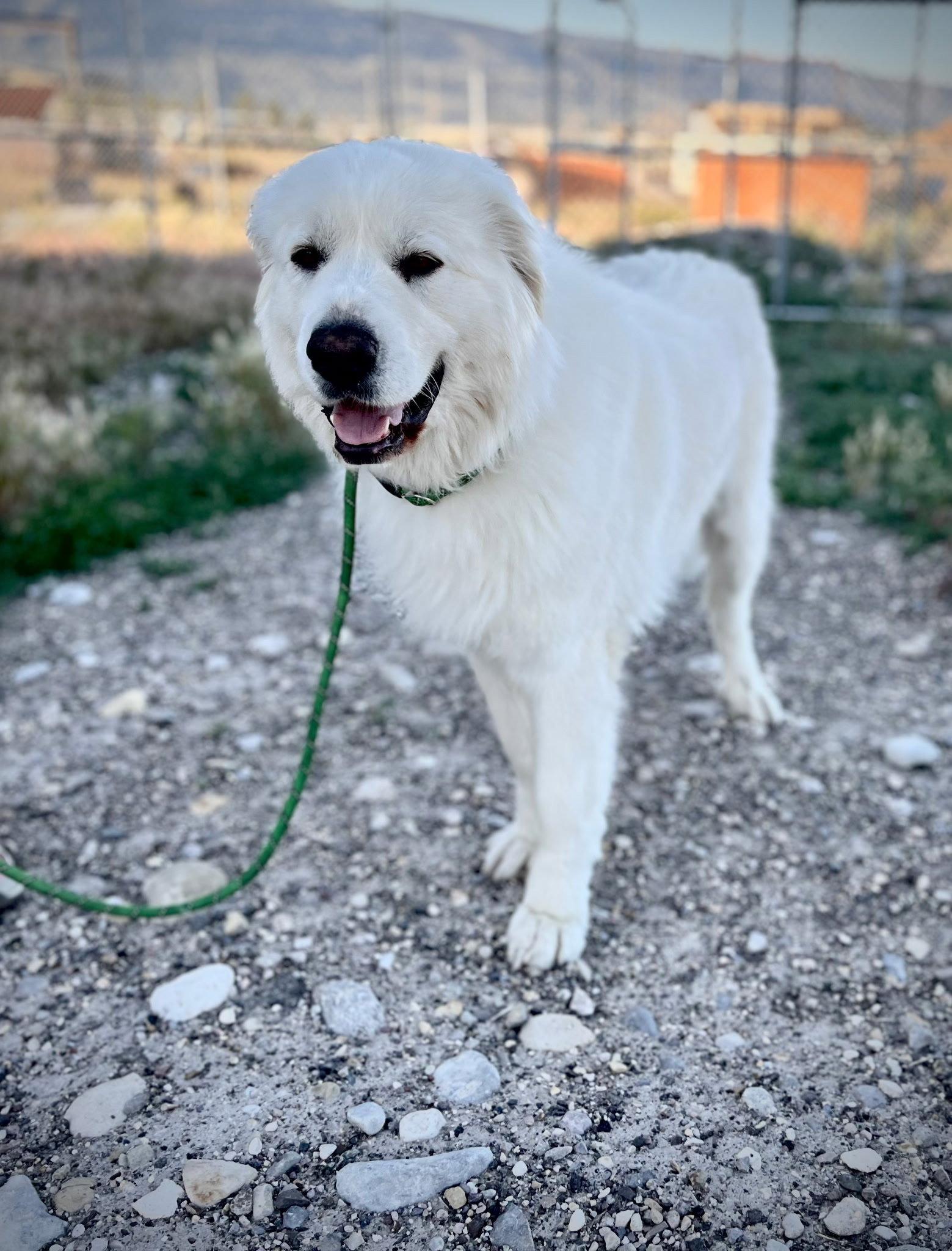 Remi, a Adopted Great Pyrenees in Bountiful, UT image 2/3