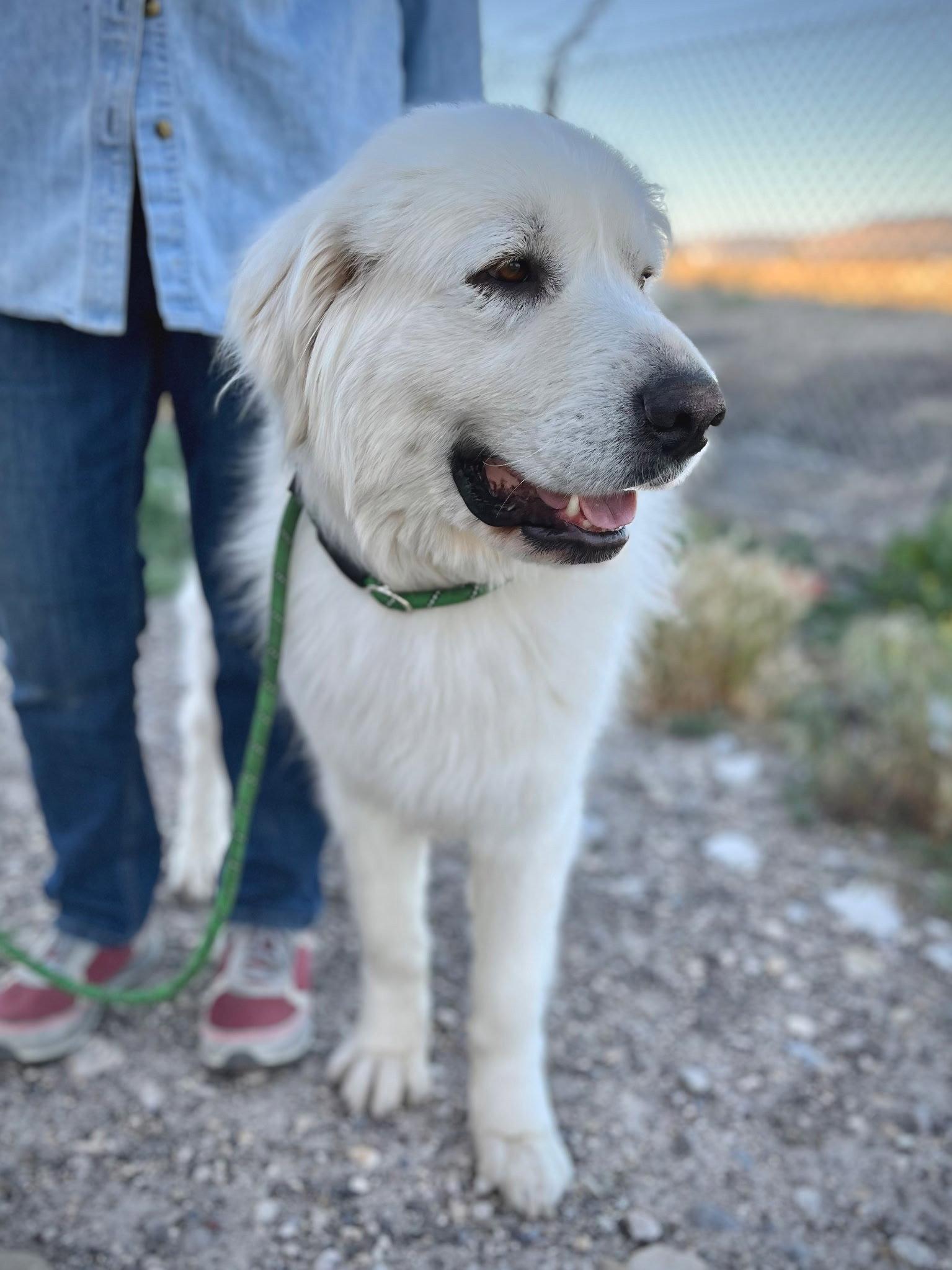 Remi, a Adopted Great Pyrenees in Bountiful, UT image 3/3
