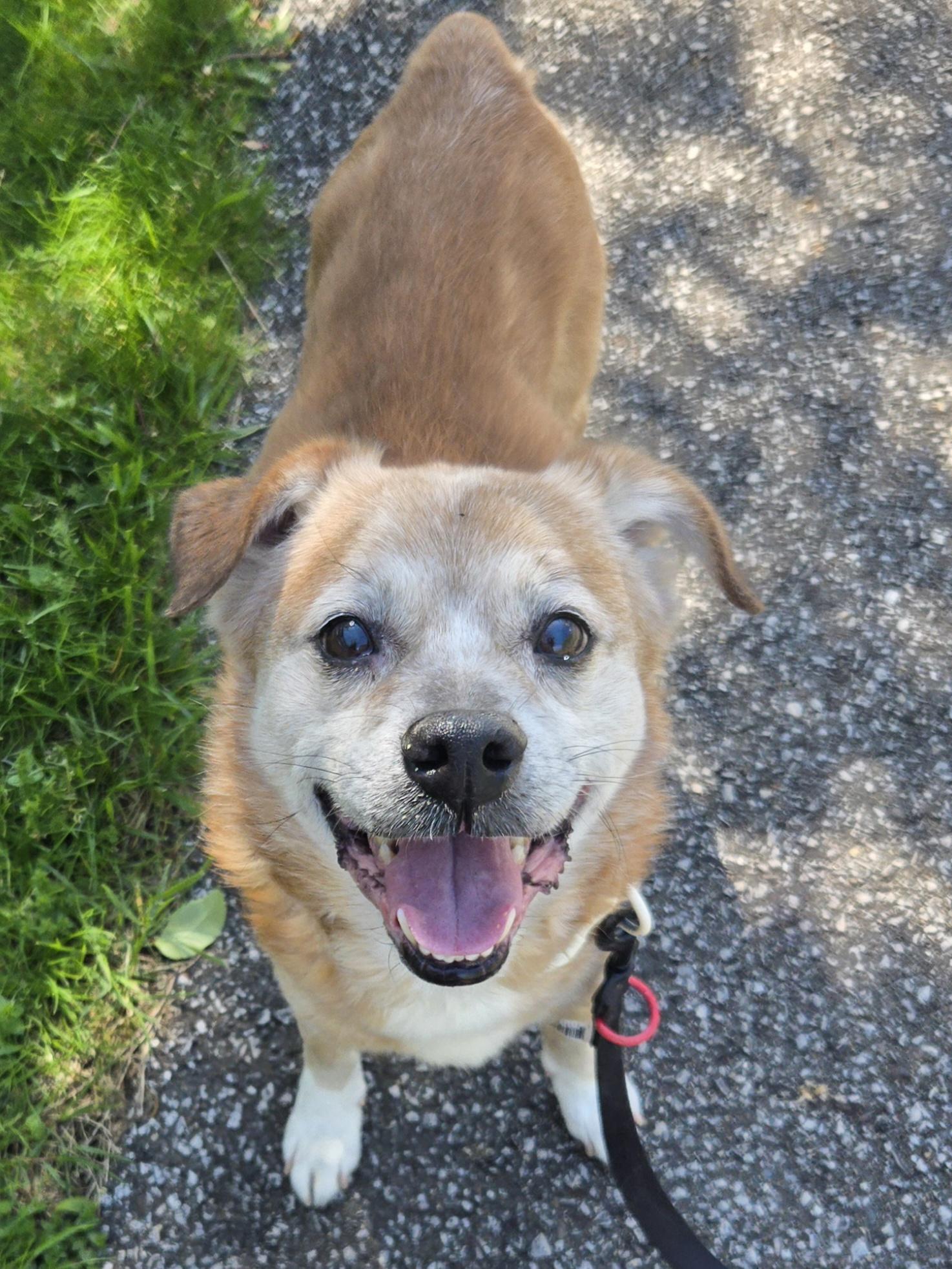 Enlarge Snickers, a ADOPTABLE mixed breed in Concord, OH image 3/4