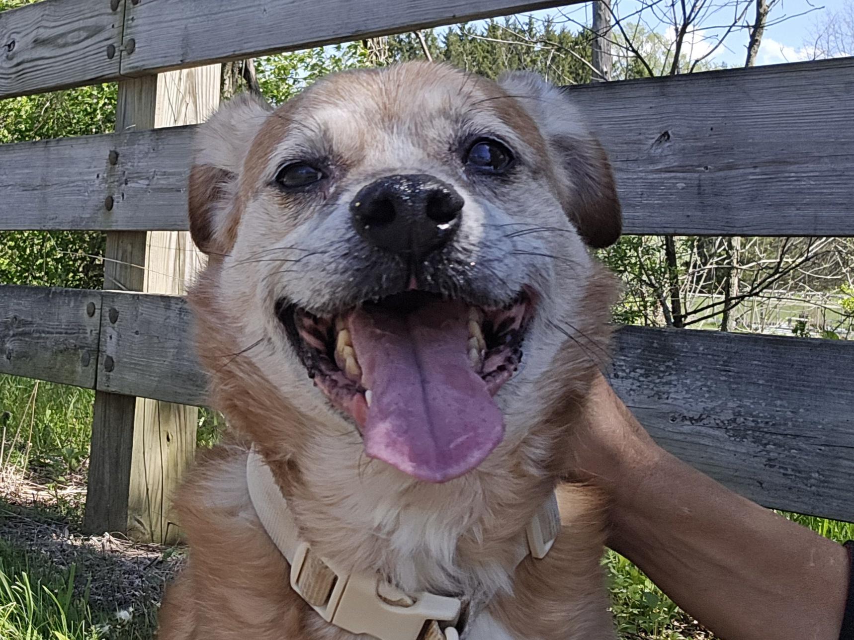 Enlarge Snickers, a ADOPTABLE mixed breed in Concord, OH image 1/4