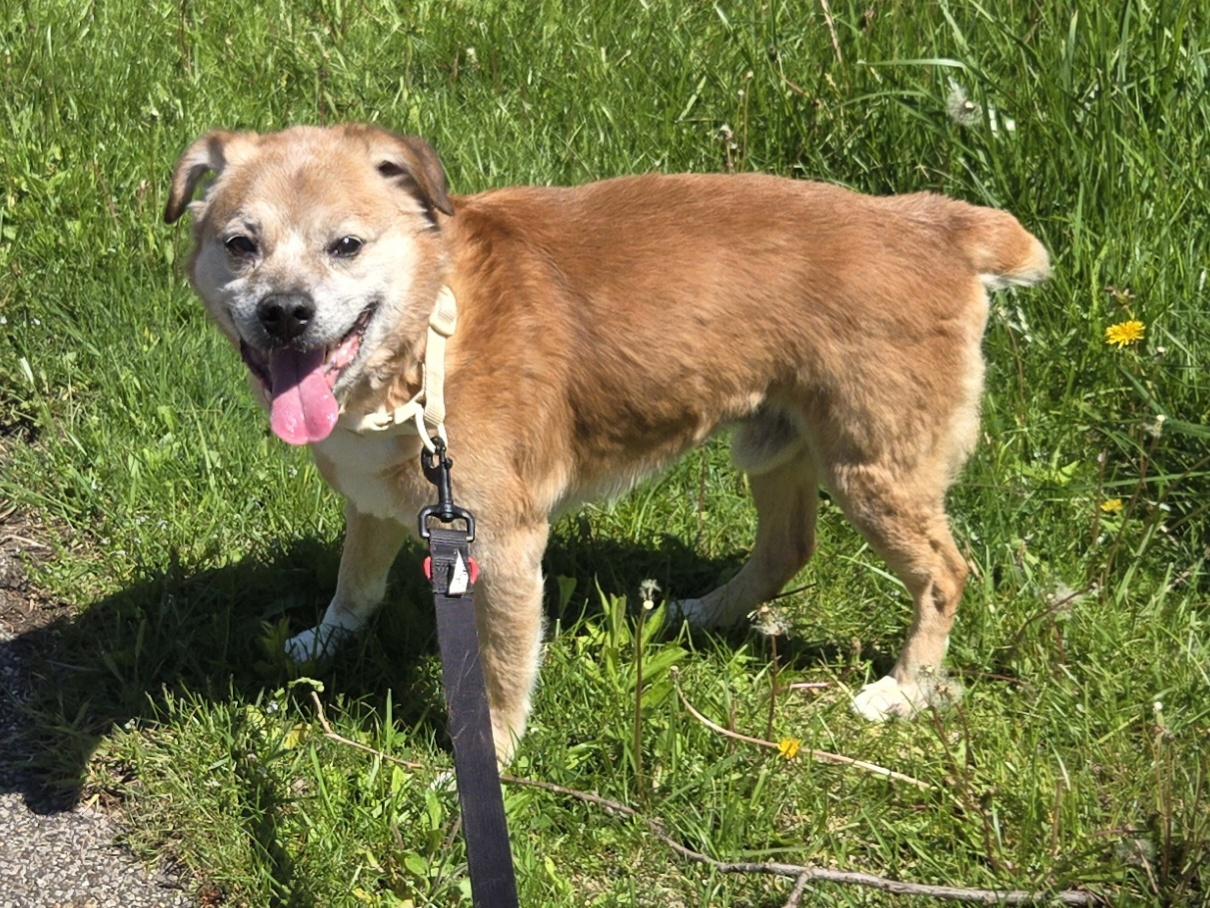 Enlarge Snickers, a ADOPTABLE mixed breed in Concord, OH image 4/4