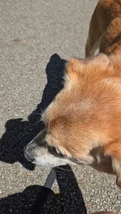 Enlarge Snickers, a ADOPTABLE mixed breed in Concord, OH video 2/4