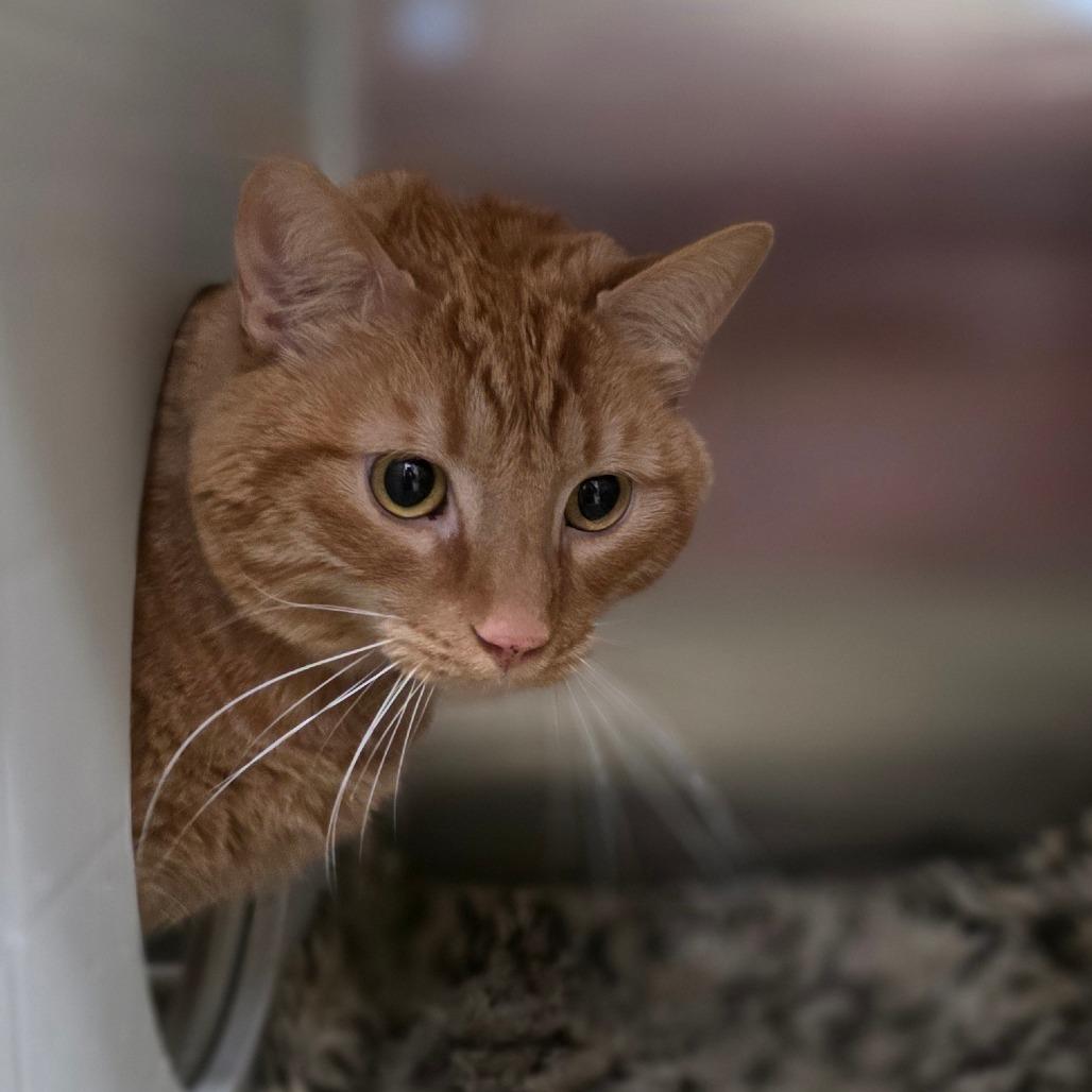 Enlarge Danny, a Adoptable Domestic Short Hair in Concord, NC image 1/1