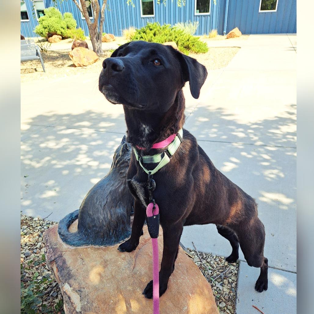 Thena, a Adoptable mixed breed in Albuquerque, NM image 1/6