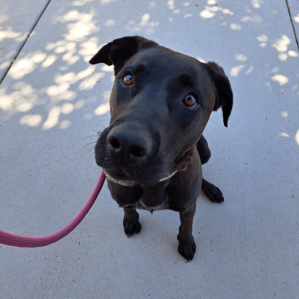 Thena, a Adoptable mixed breed in Albuquerque, NM image 2/6