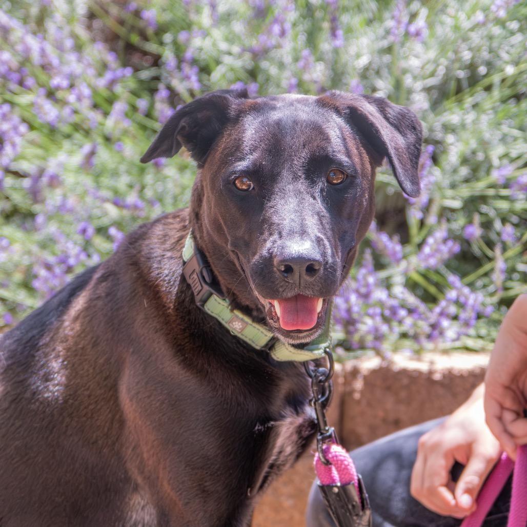Thena, a Adoptable mixed breed in Albuquerque, NM image 3/6