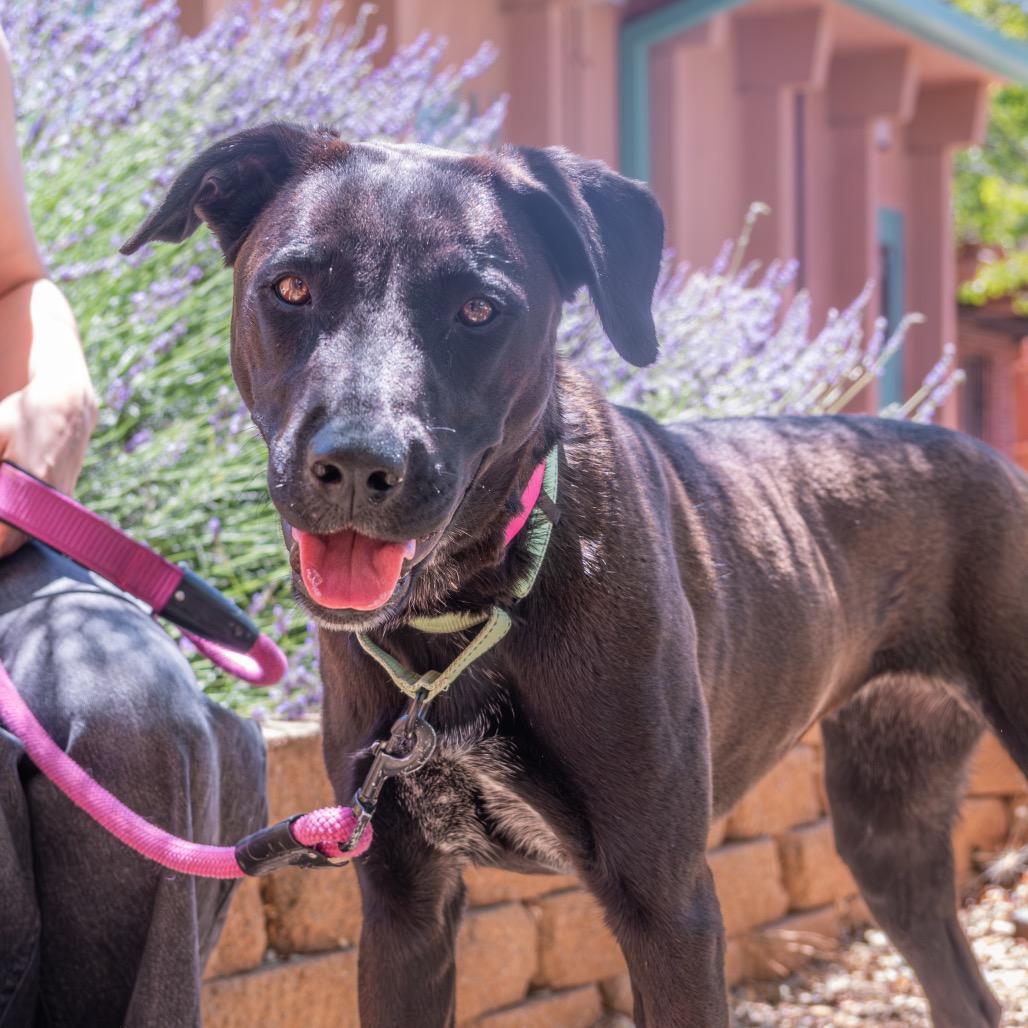 Thena, a Adoptable mixed breed in Albuquerque, NM image 4/6