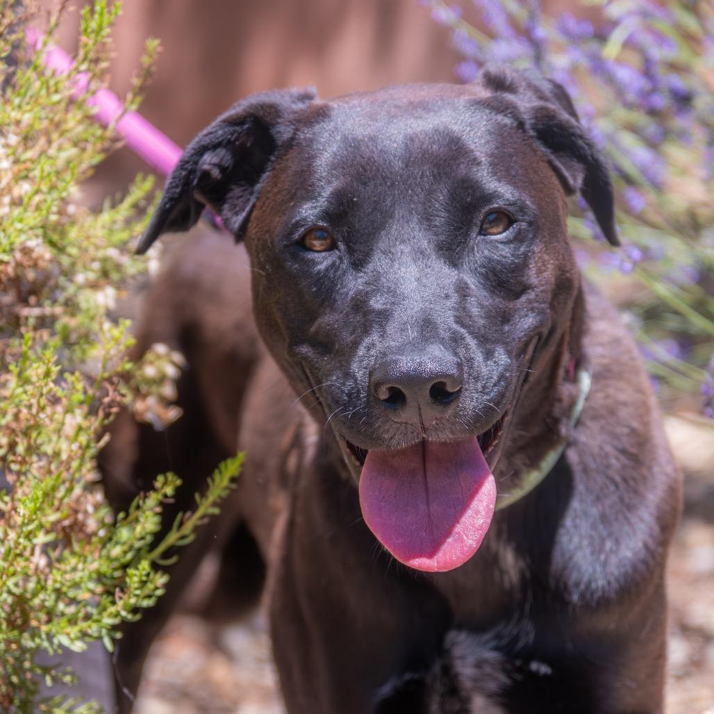Thena, a Adoptable mixed breed in Albuquerque, NM image 5/6