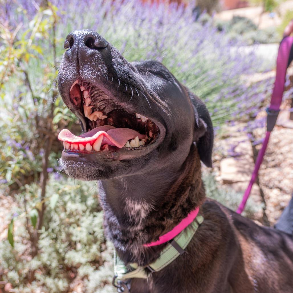 Thena, a Adoptable mixed breed in Albuquerque, NM image 6/6