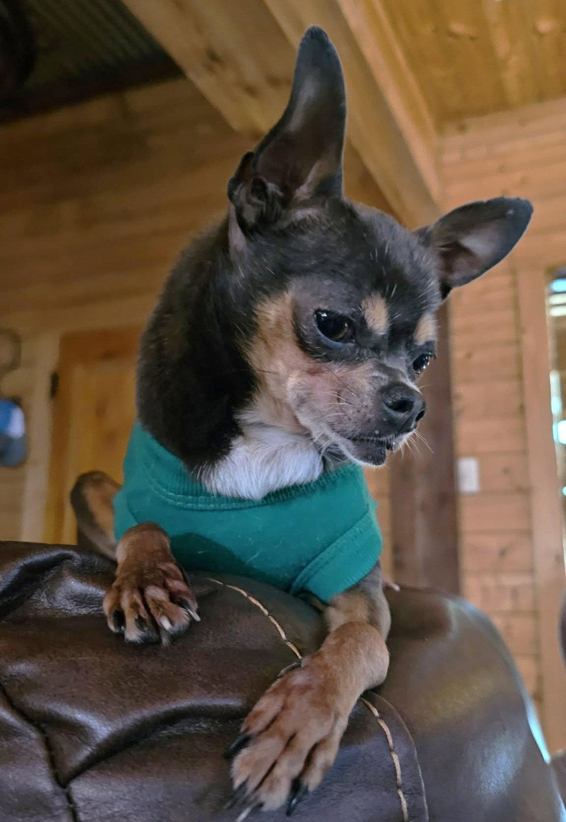 Gina TX, a Adoptable Chihuahua in Boonton, NJ image 1/2