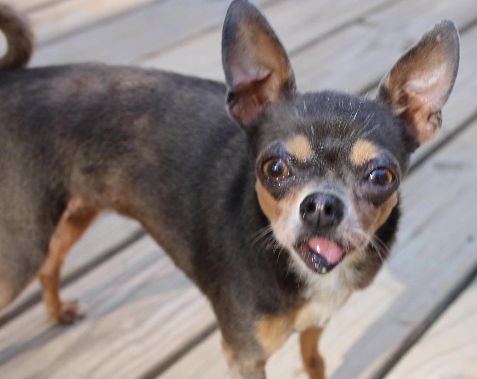 Gina TX, a Adoptable Chihuahua in Boonton, NJ image 2/2