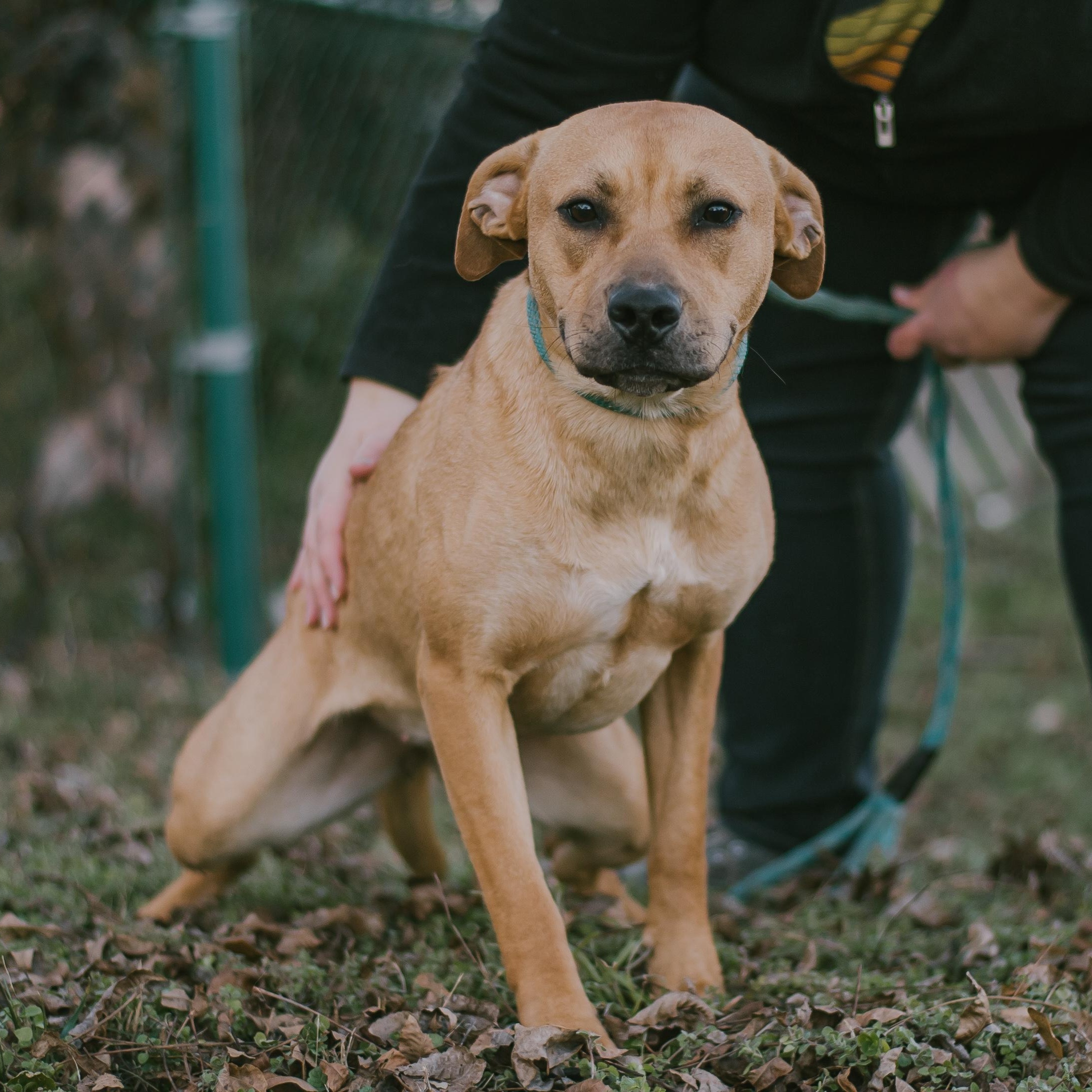 Enlarge Yukon, a Adoptable mixed breed in Duncan , SC image 1/3