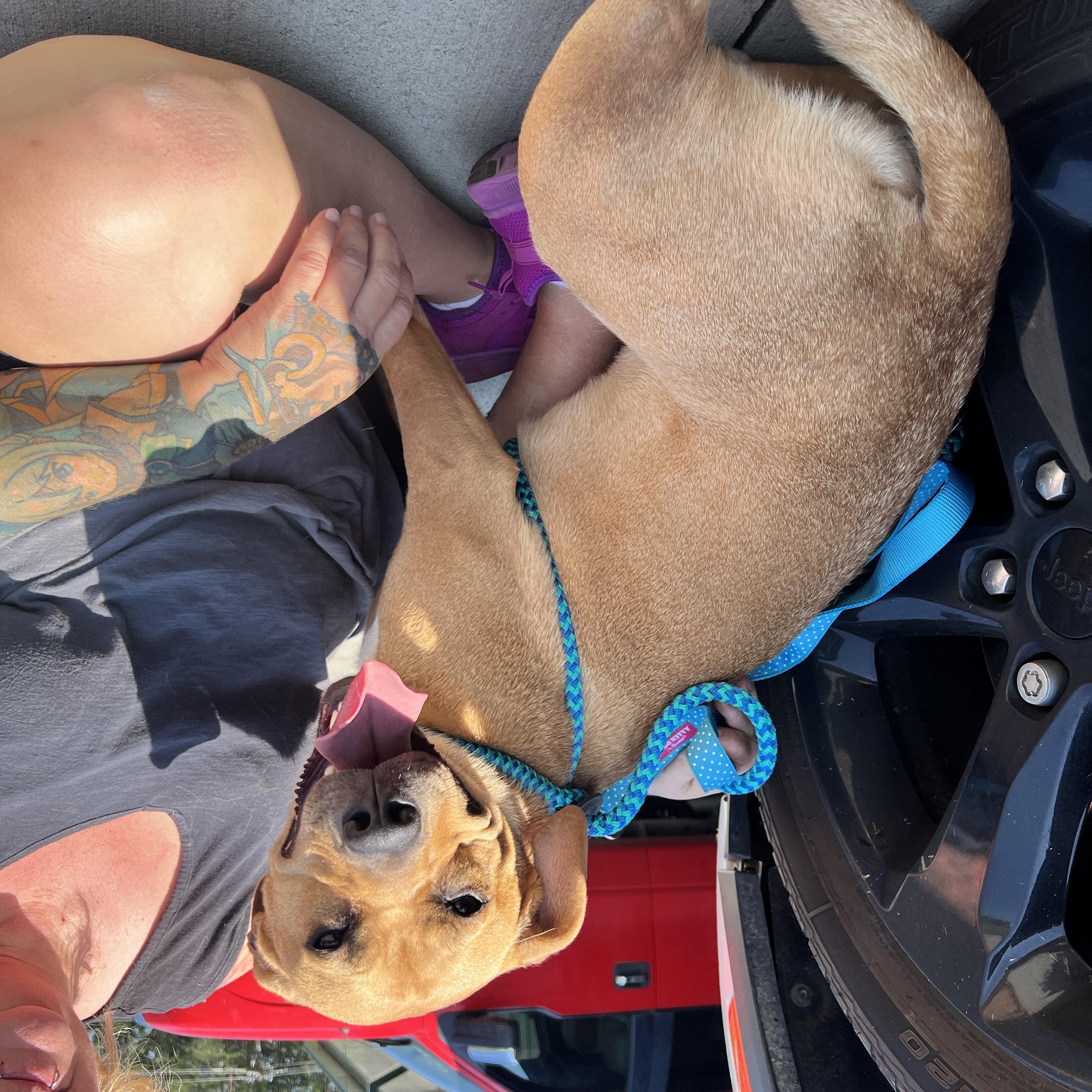 Enlarge Yukon, a Adoptable mixed breed in Duncan , SC image 6/6