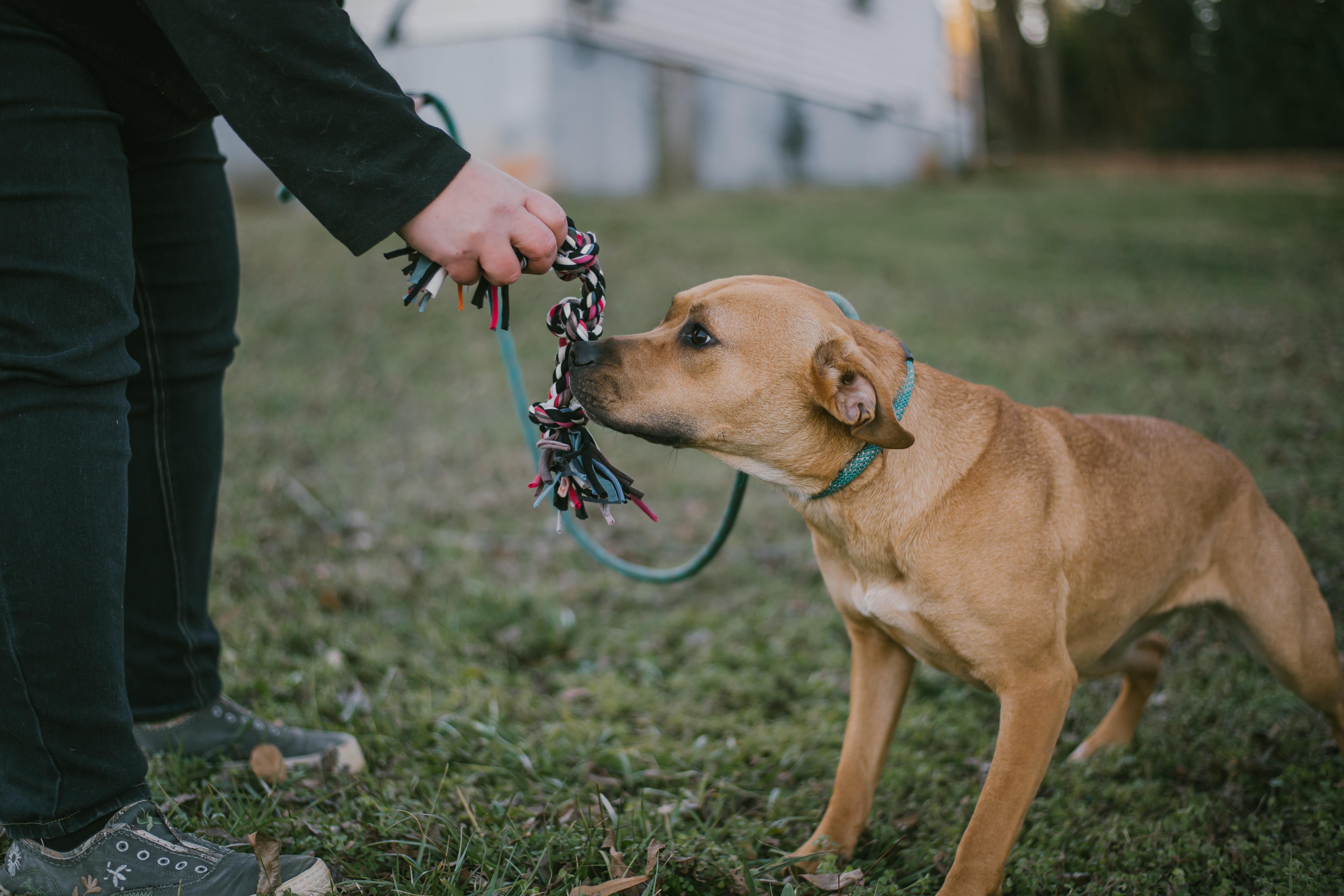 Enlarge Yukon, a Adoptable mixed breed in Duncan , SC image 2/3