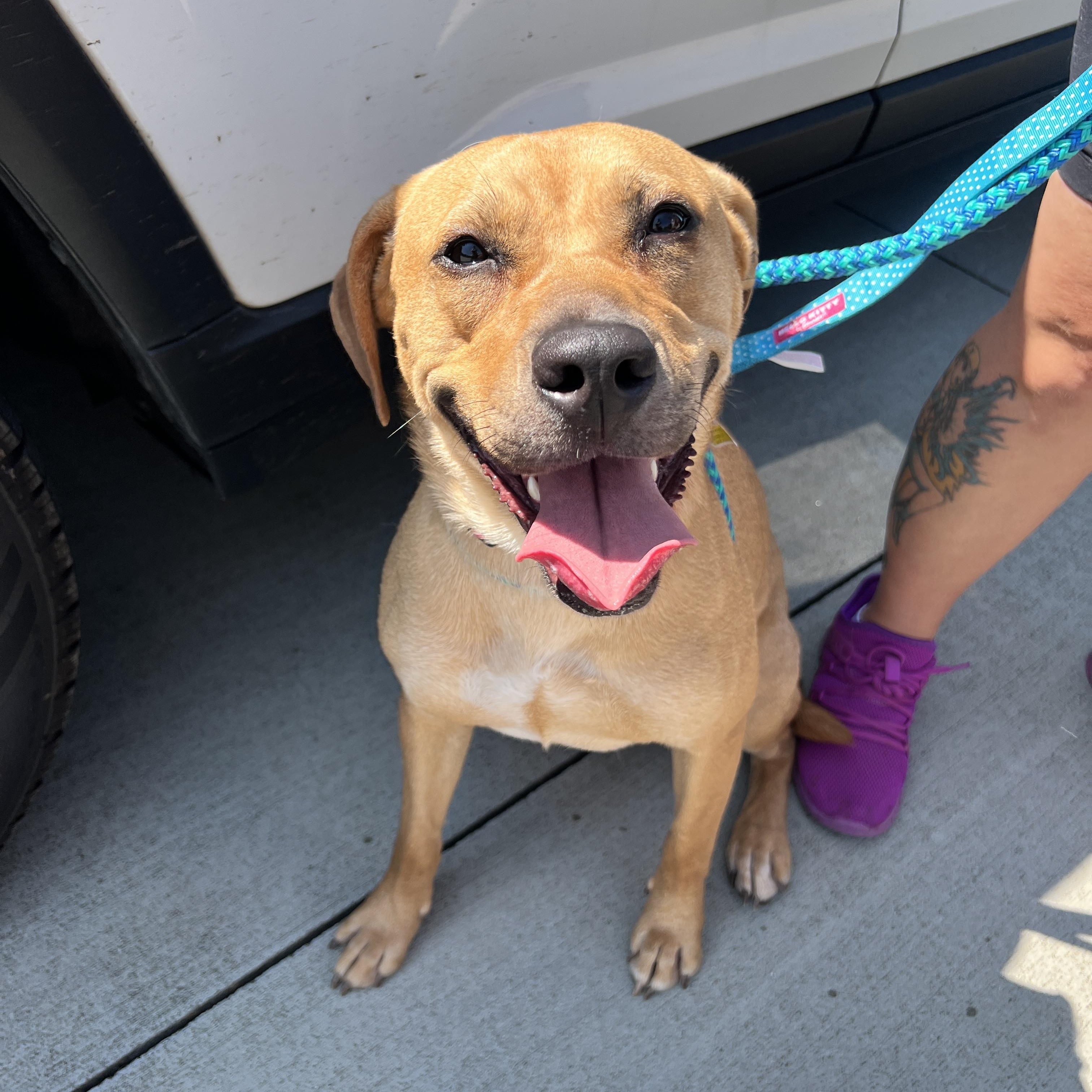Enlarge Yukon, a Adoptable mixed breed in Duncan , SC image 1/6