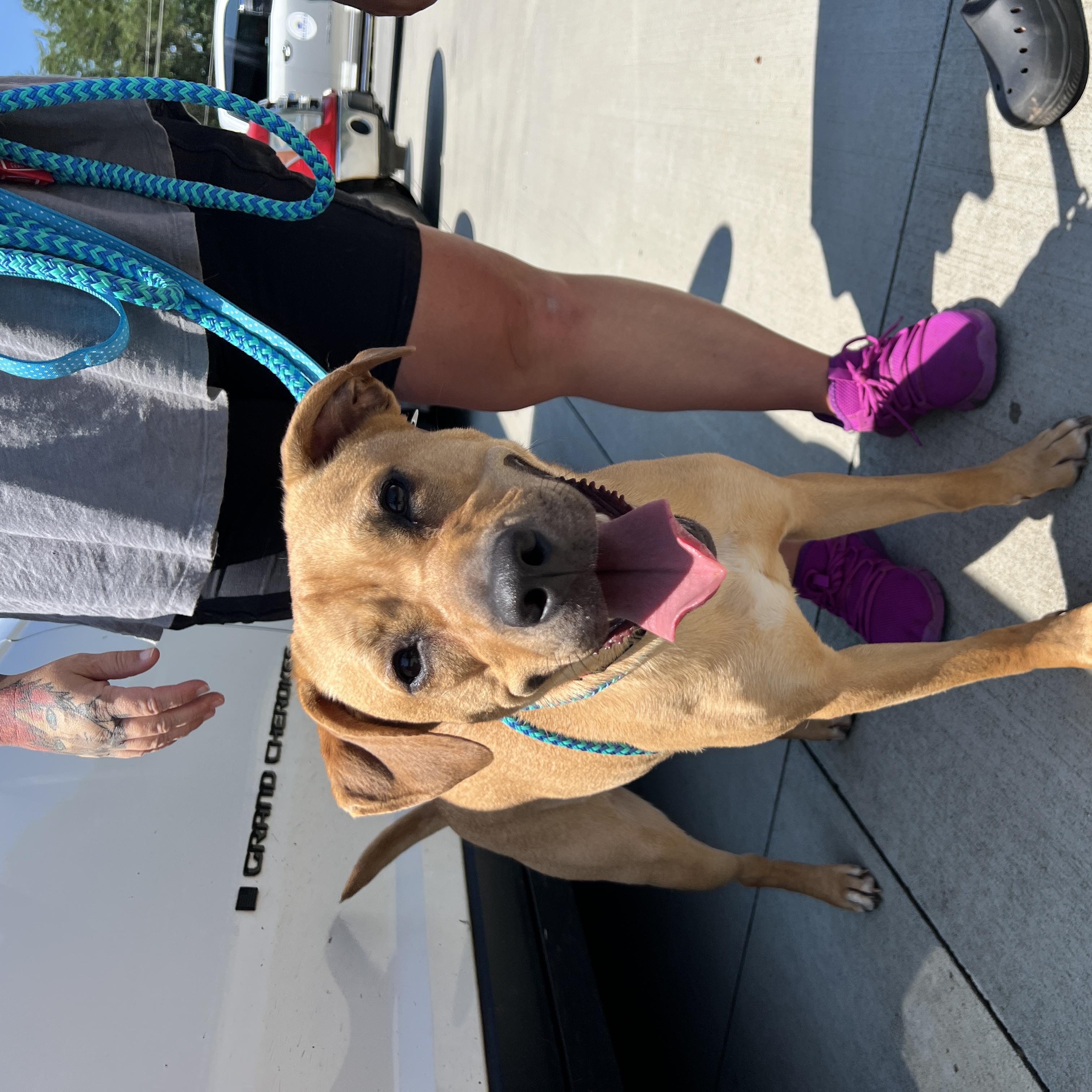 Enlarge Yukon, a Adoptable mixed breed in Duncan , SC image 2/6