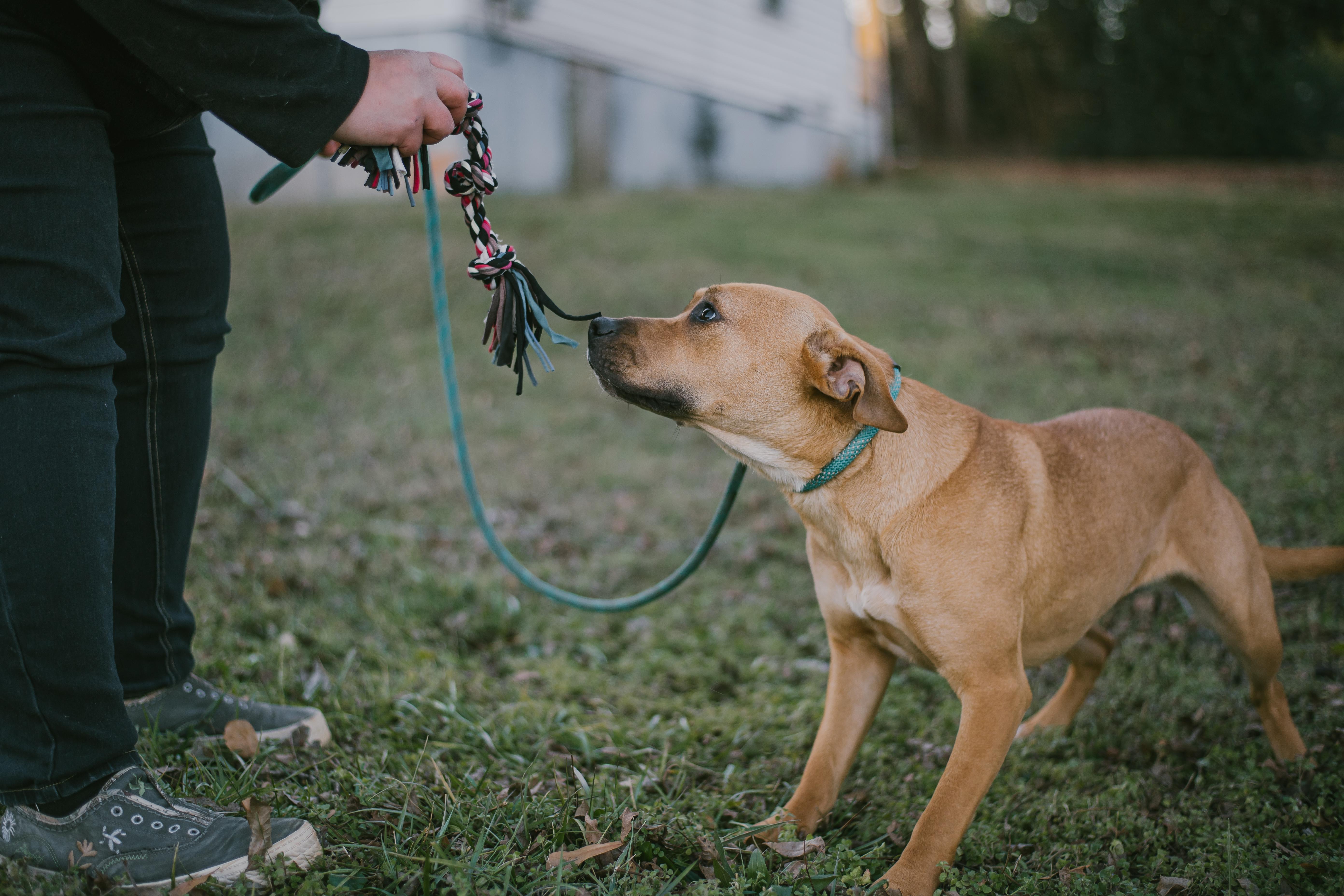 Enlarge Yukon, a Adoptable mixed breed in Duncan , SC image 3/3