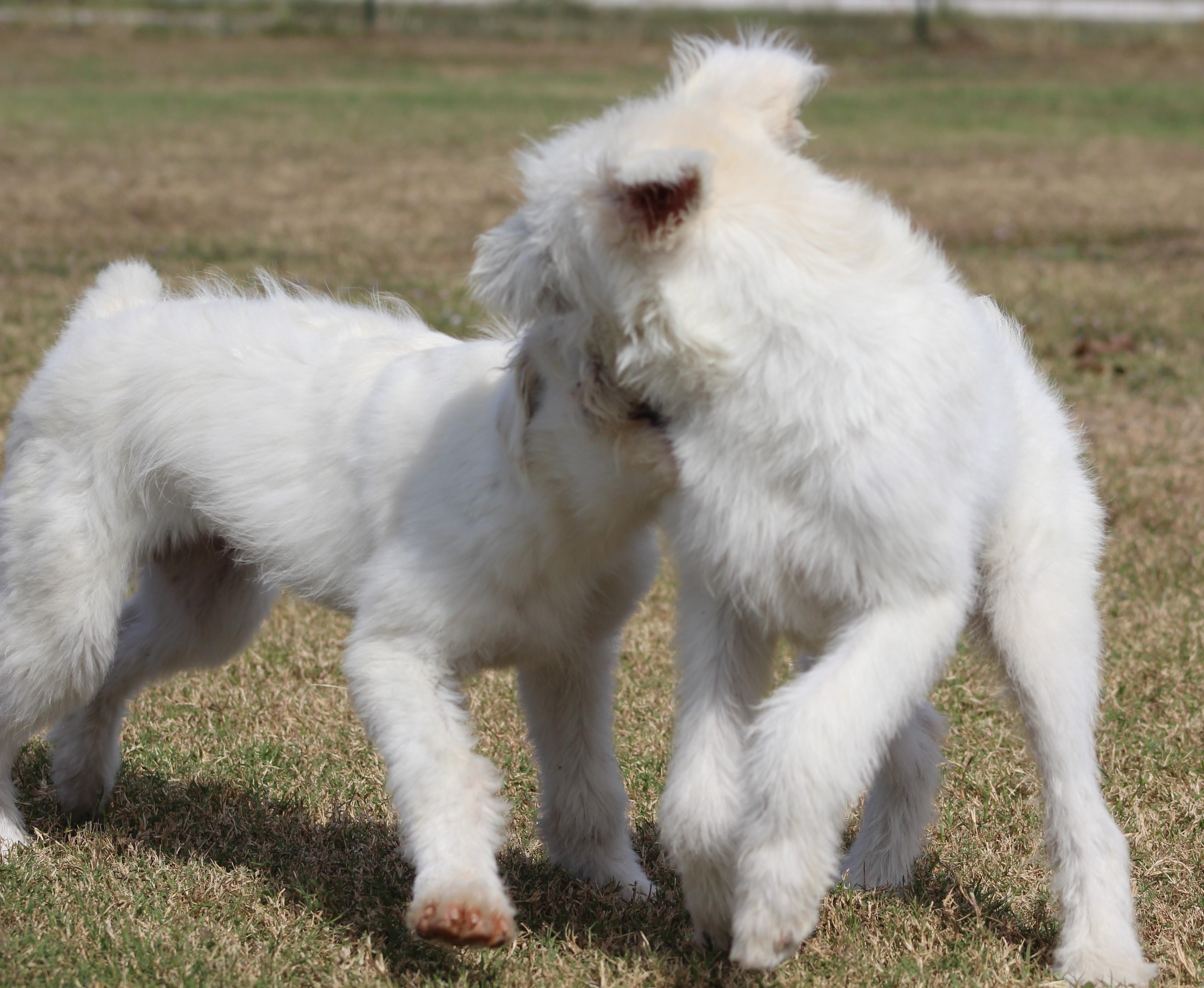 Shirley, an adoptable Sheepadoodle in Temple, TX, 76502 | Photo Image 1