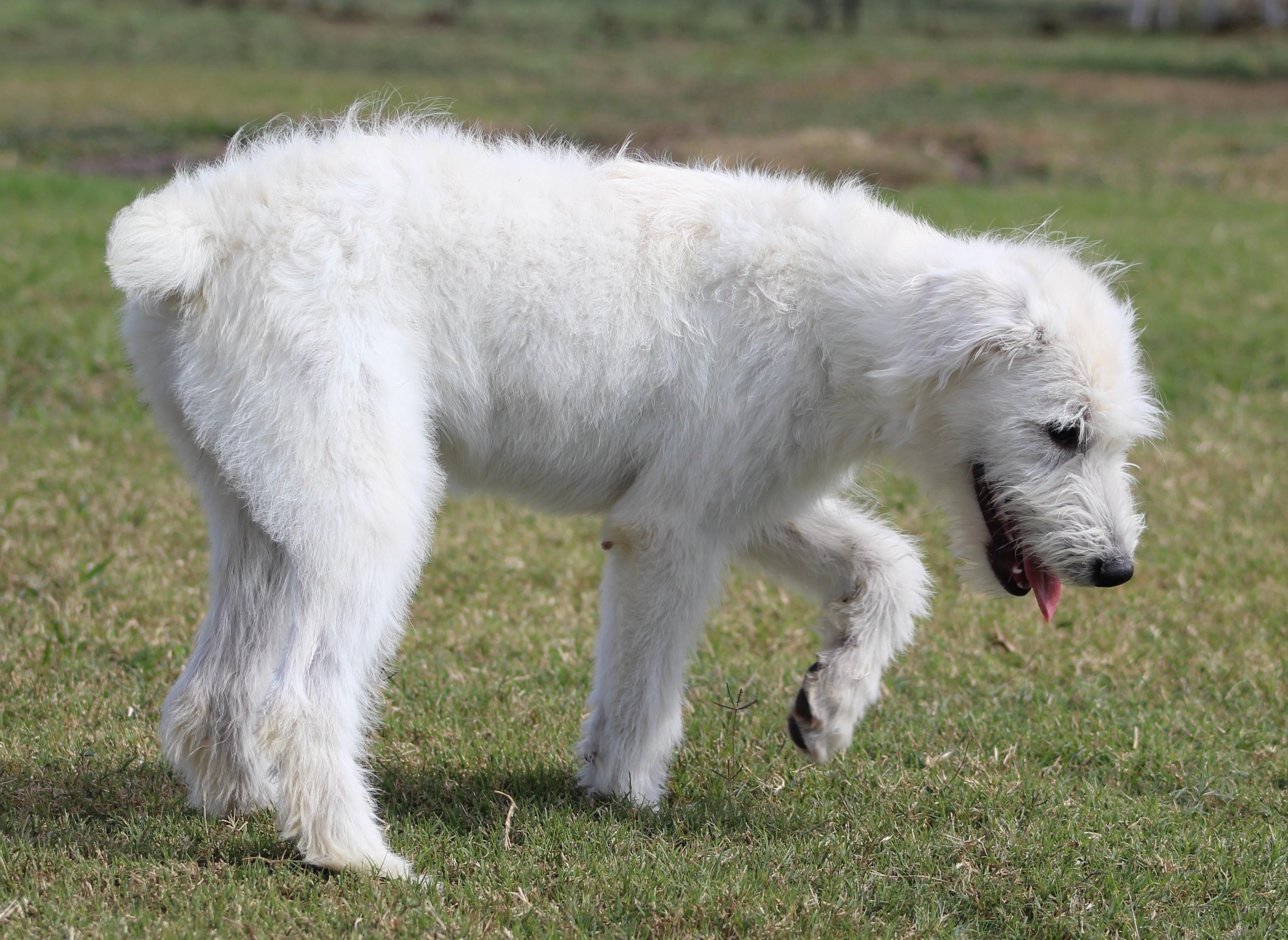 Shirley, an adoptable Sheepadoodle in Temple, TX, 76502 | Photo Image 2