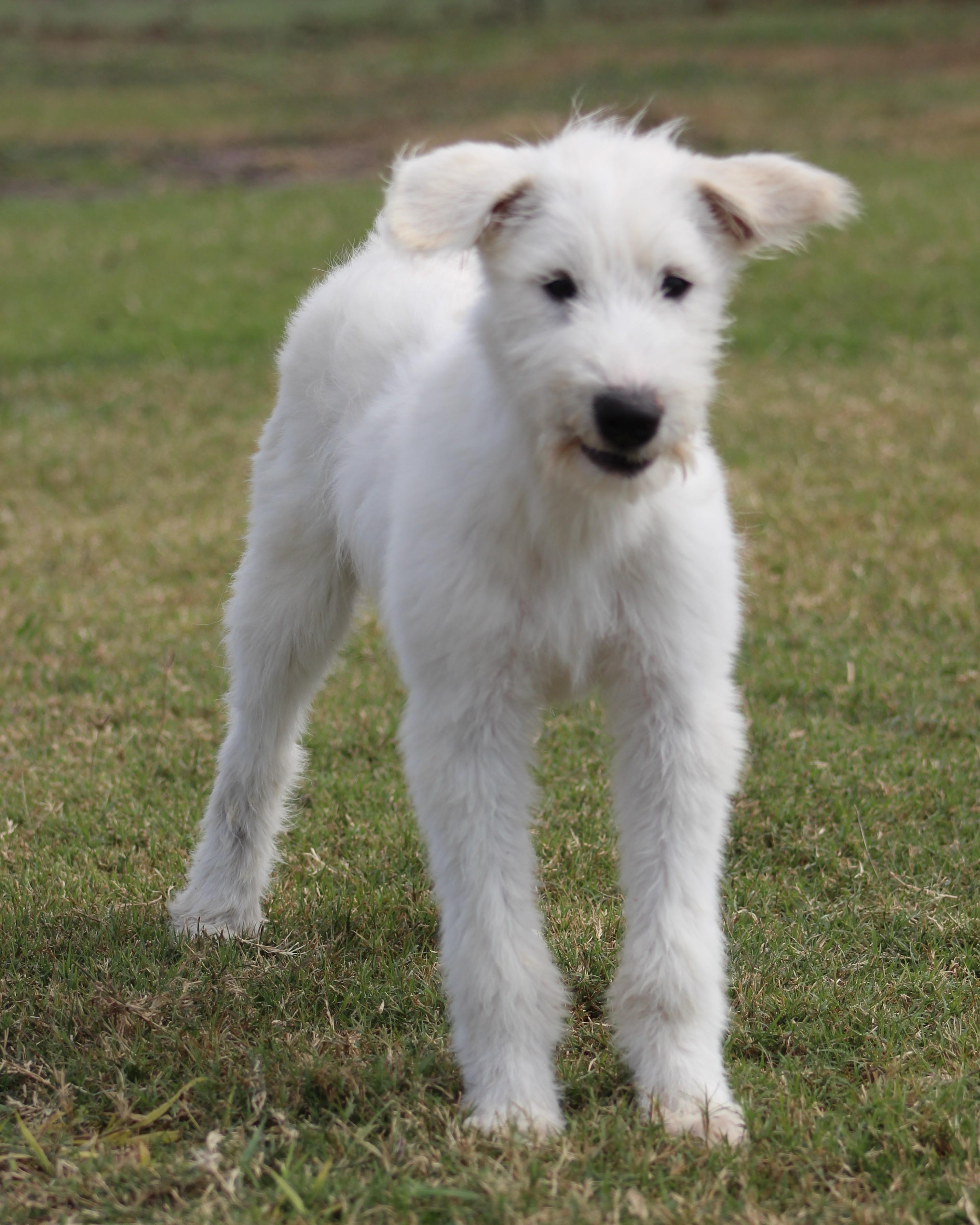Shirley, an adoptable Sheepadoodle in Temple, TX, 76502 | Photo Image 3