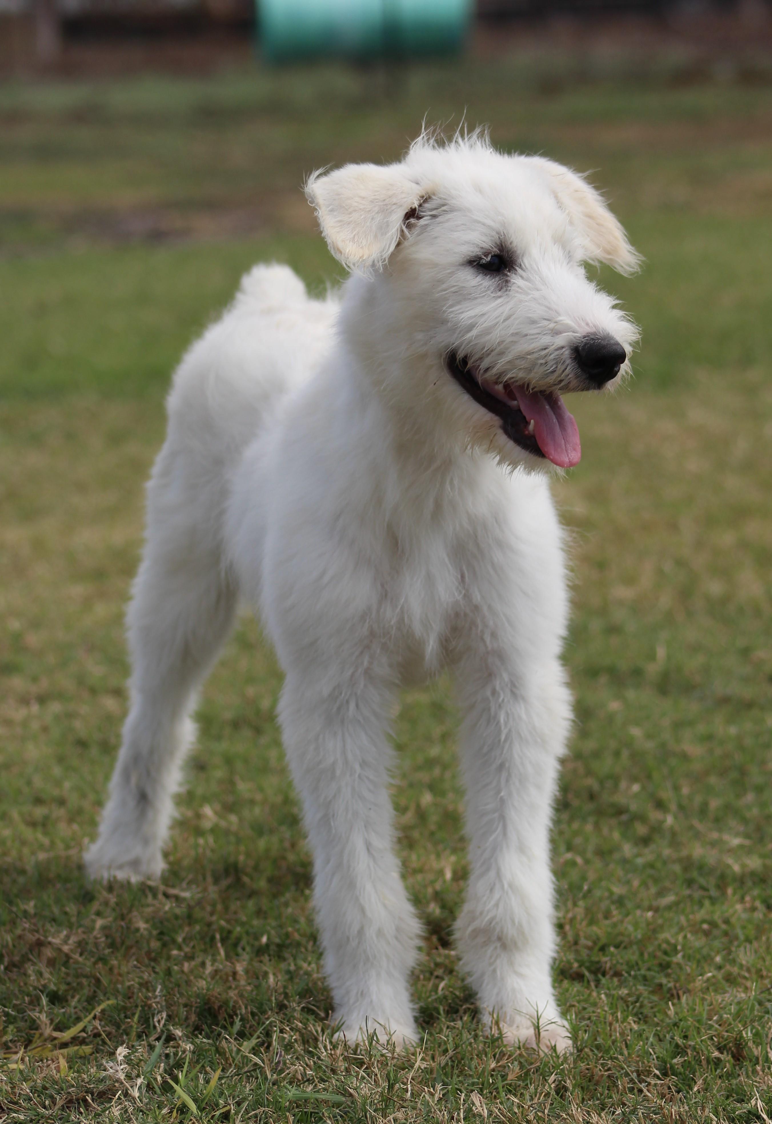 Shirley, an adoptable Sheepadoodle in Temple, TX, 76502 | Photo Image 4