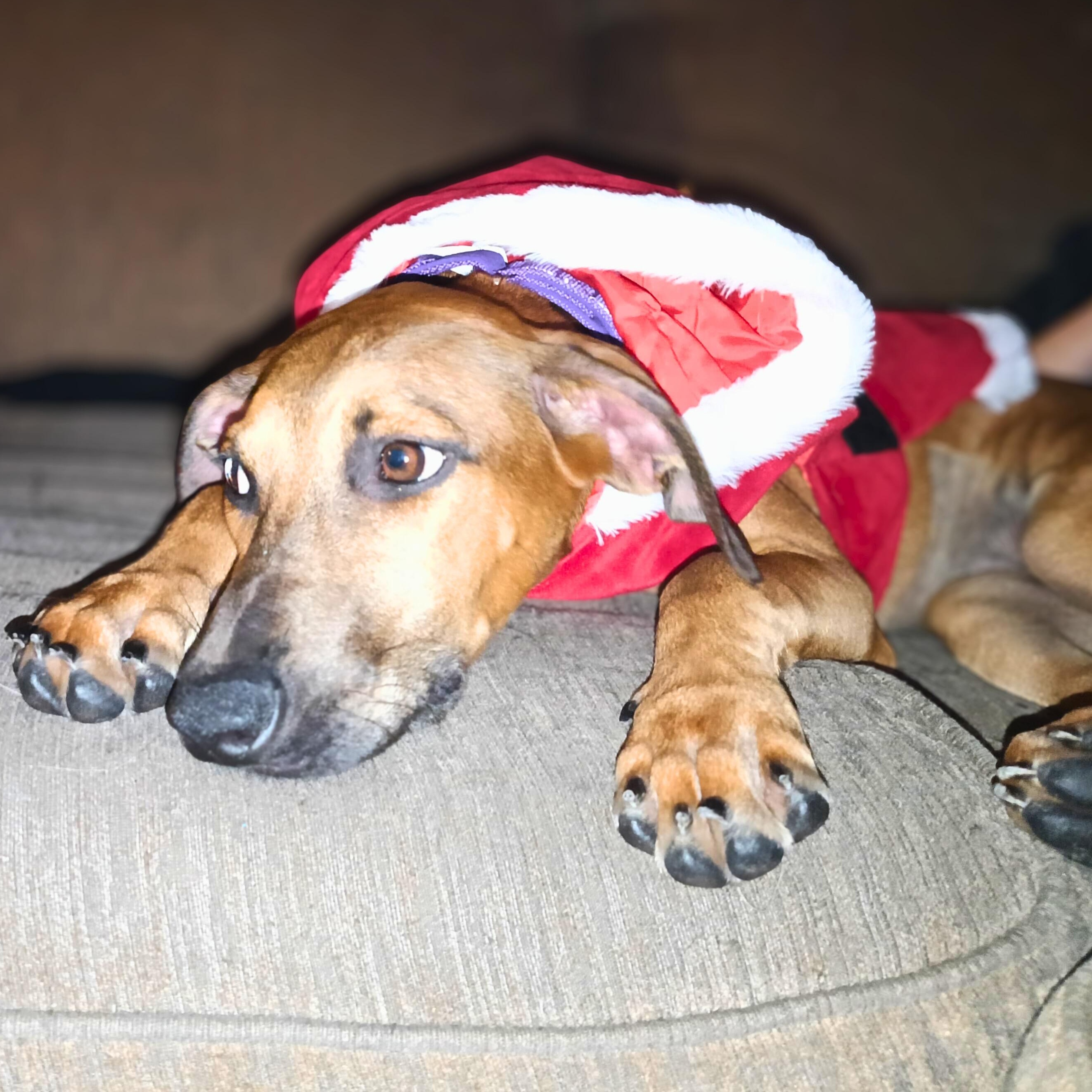 Derpy, ADOPTABLE, Puppy Female Mixed Breed.