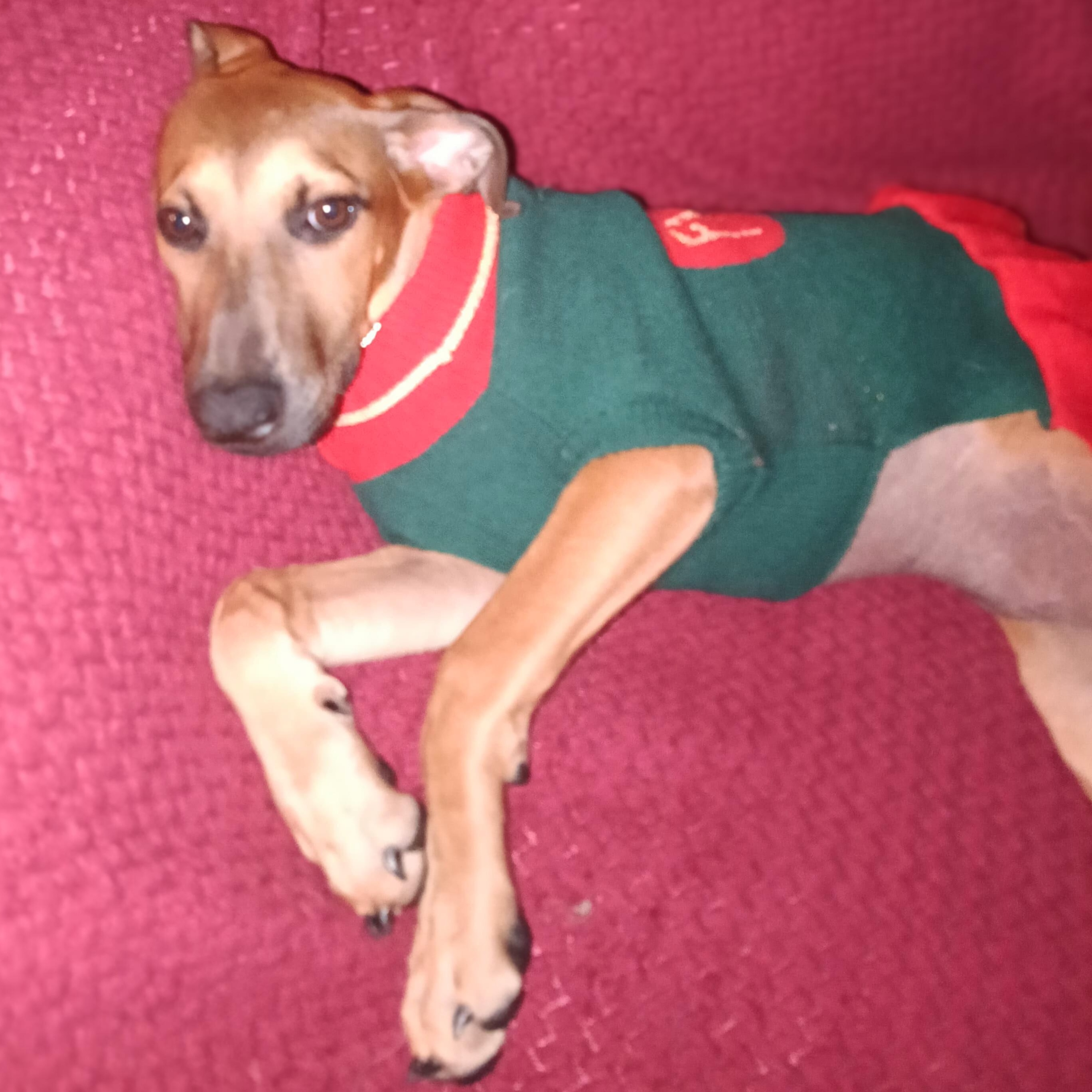 Enlarge Derpy, a ADOPTABLE mixed breed image 2/4