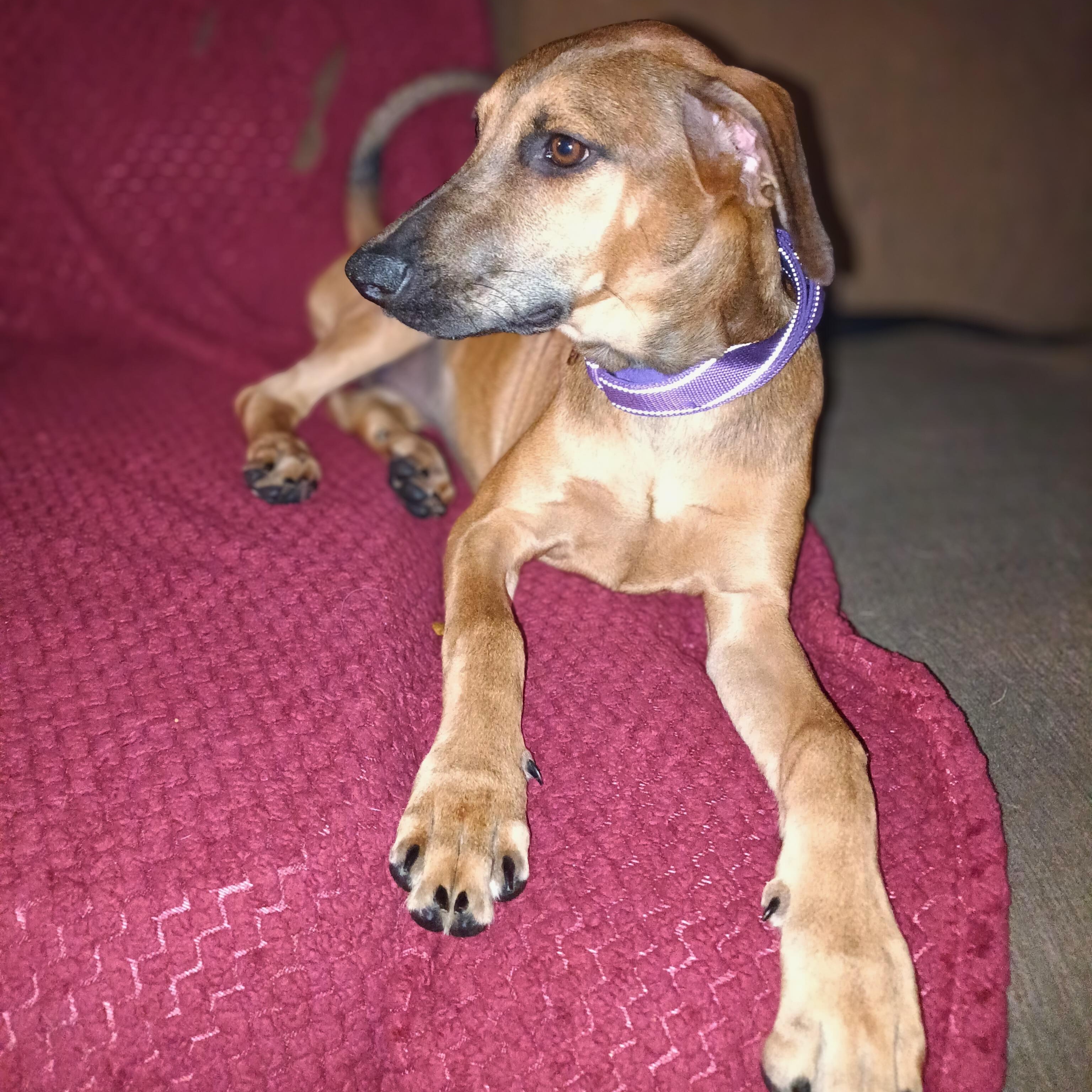 Enlarge Derpy, a ADOPTABLE mixed breed image 3/4