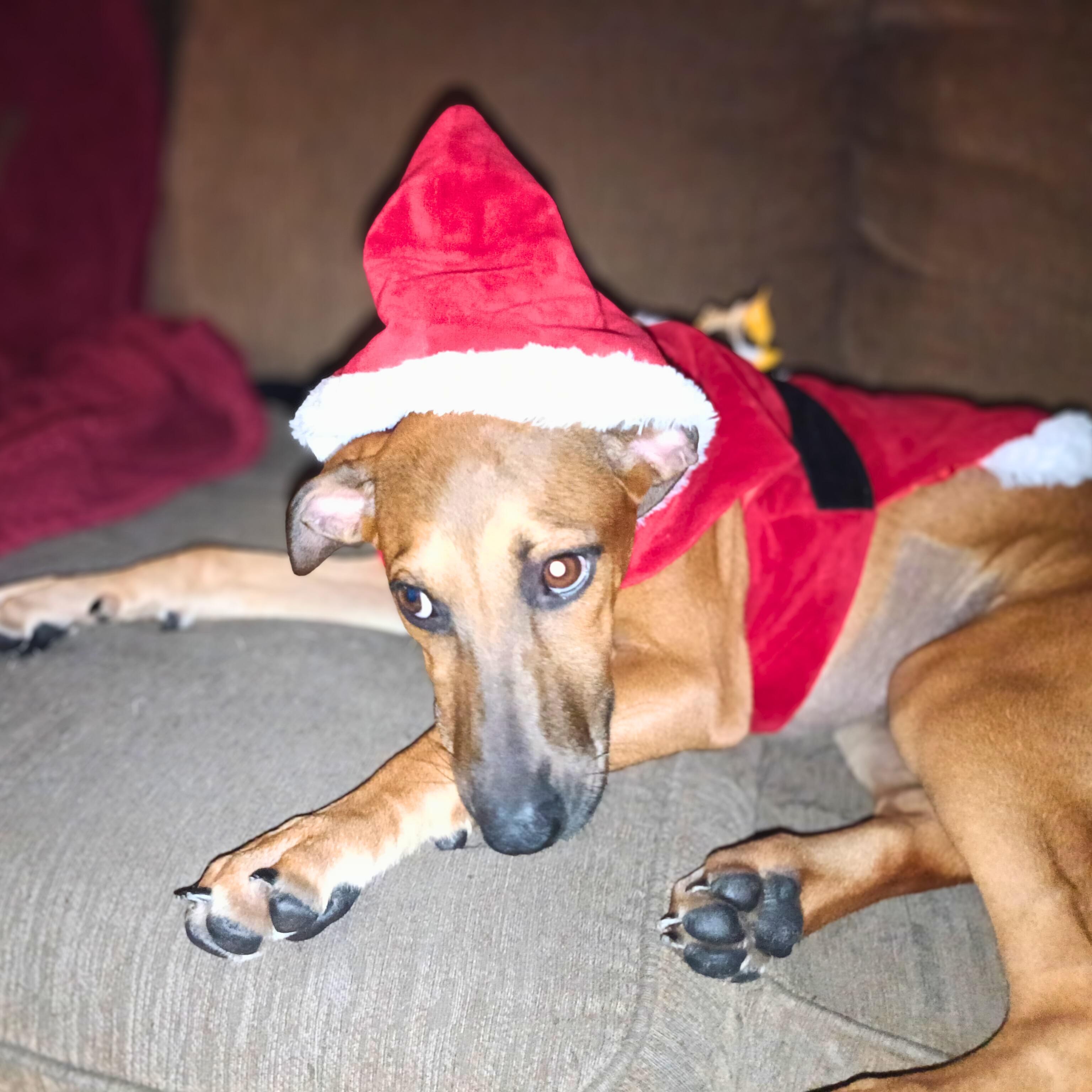 Enlarge Derpy, a ADOPTABLE mixed breed image 4/4