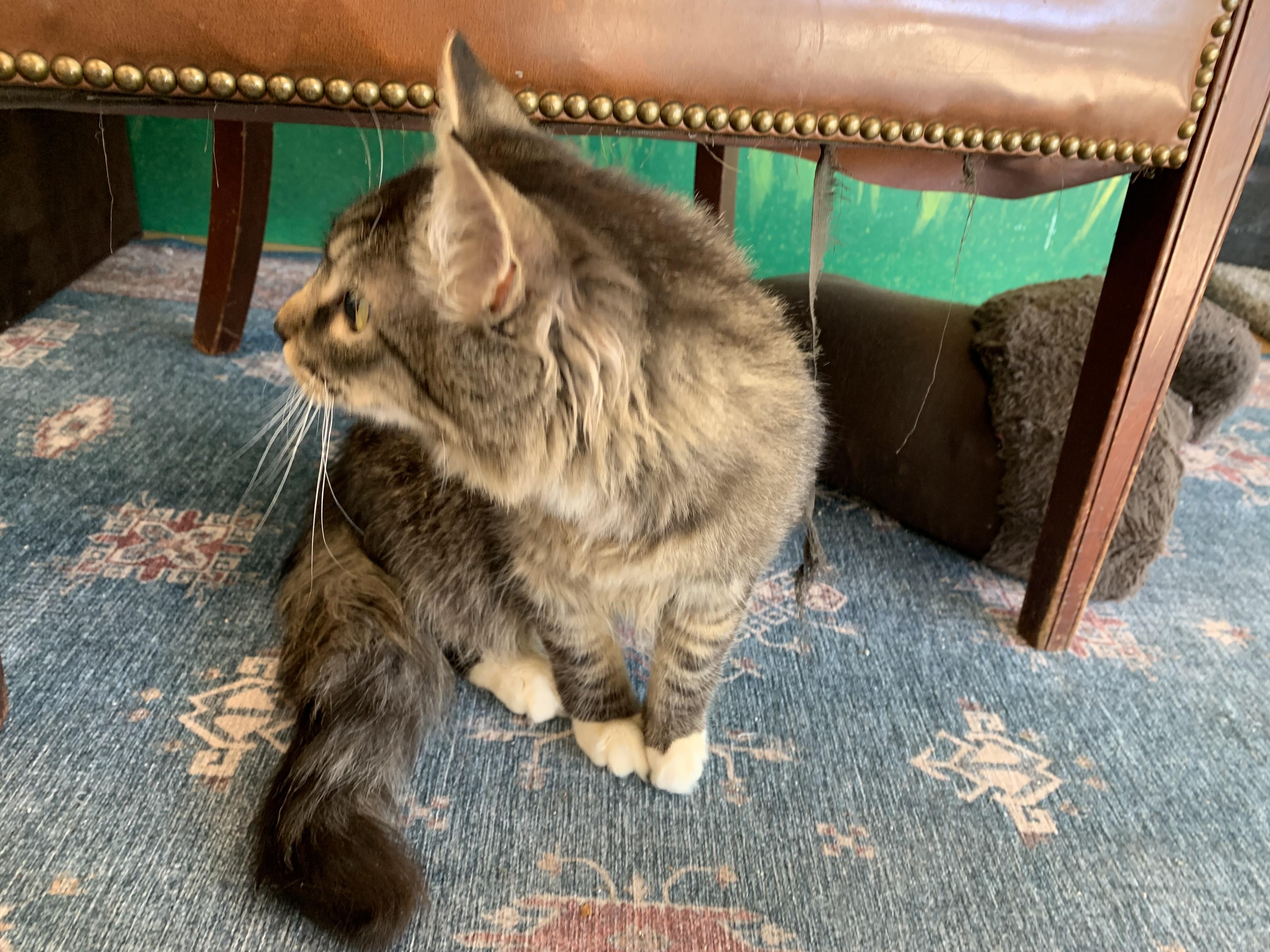 Enlarge Nemo, a Adoptable Domestic Long Hair in Kelso, WA image 3/5