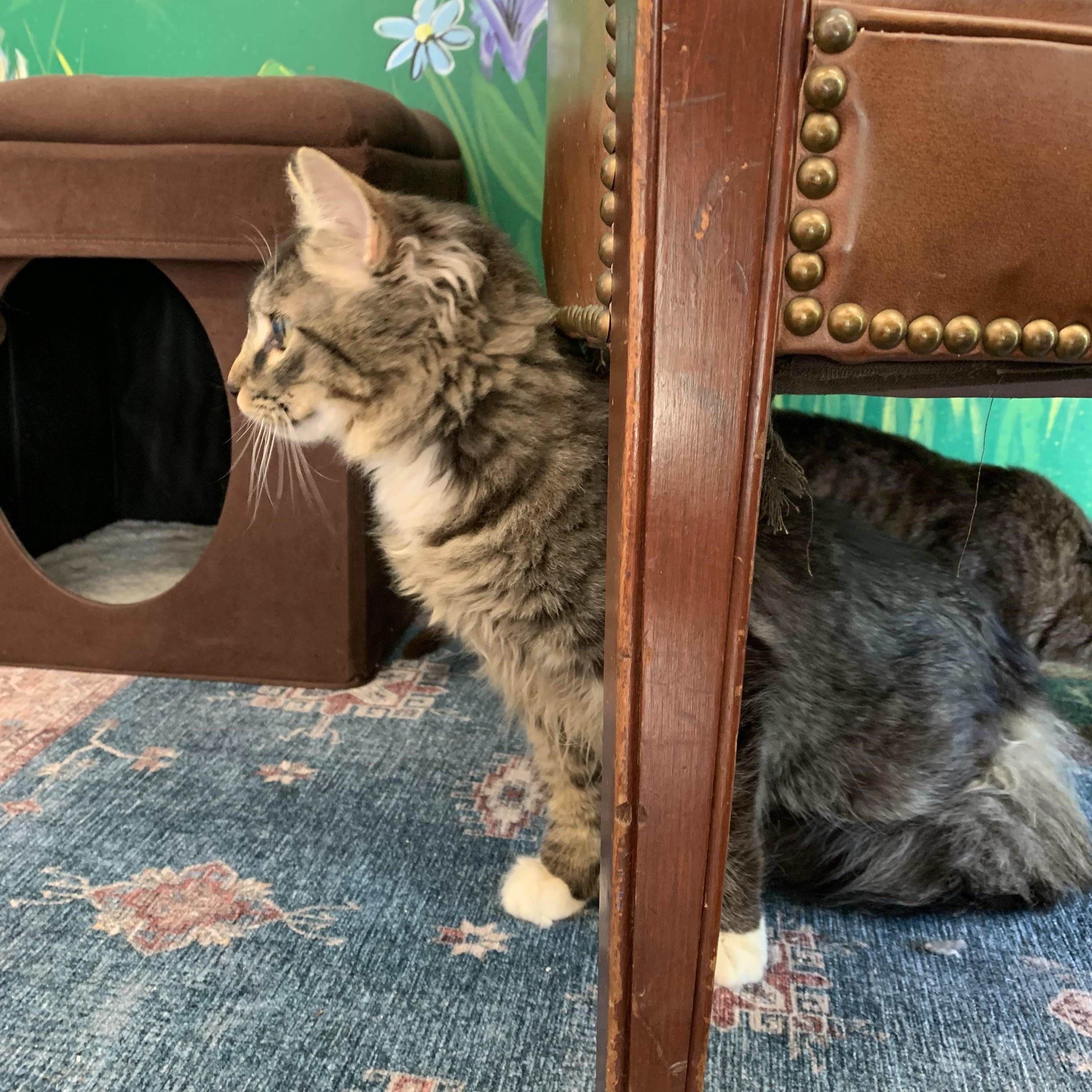Enlarge Nemo, a Adoptable Domestic Long Hair in Kelso, WA image 4/5